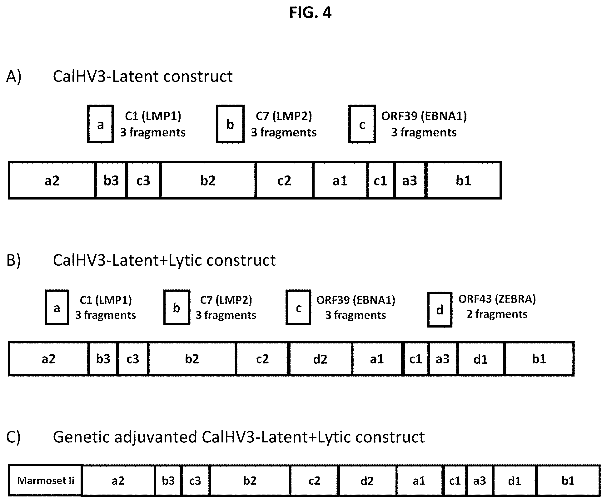 Patent US11773139 Figure 4 – Epstein-barr virus antigen constructs