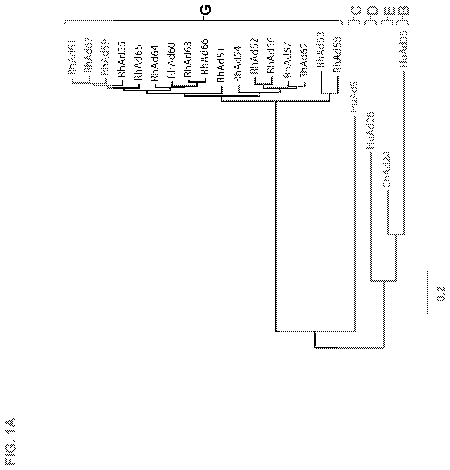Patent US11773142 Figure 1 – Recombinant adenoviruses and uses thereof