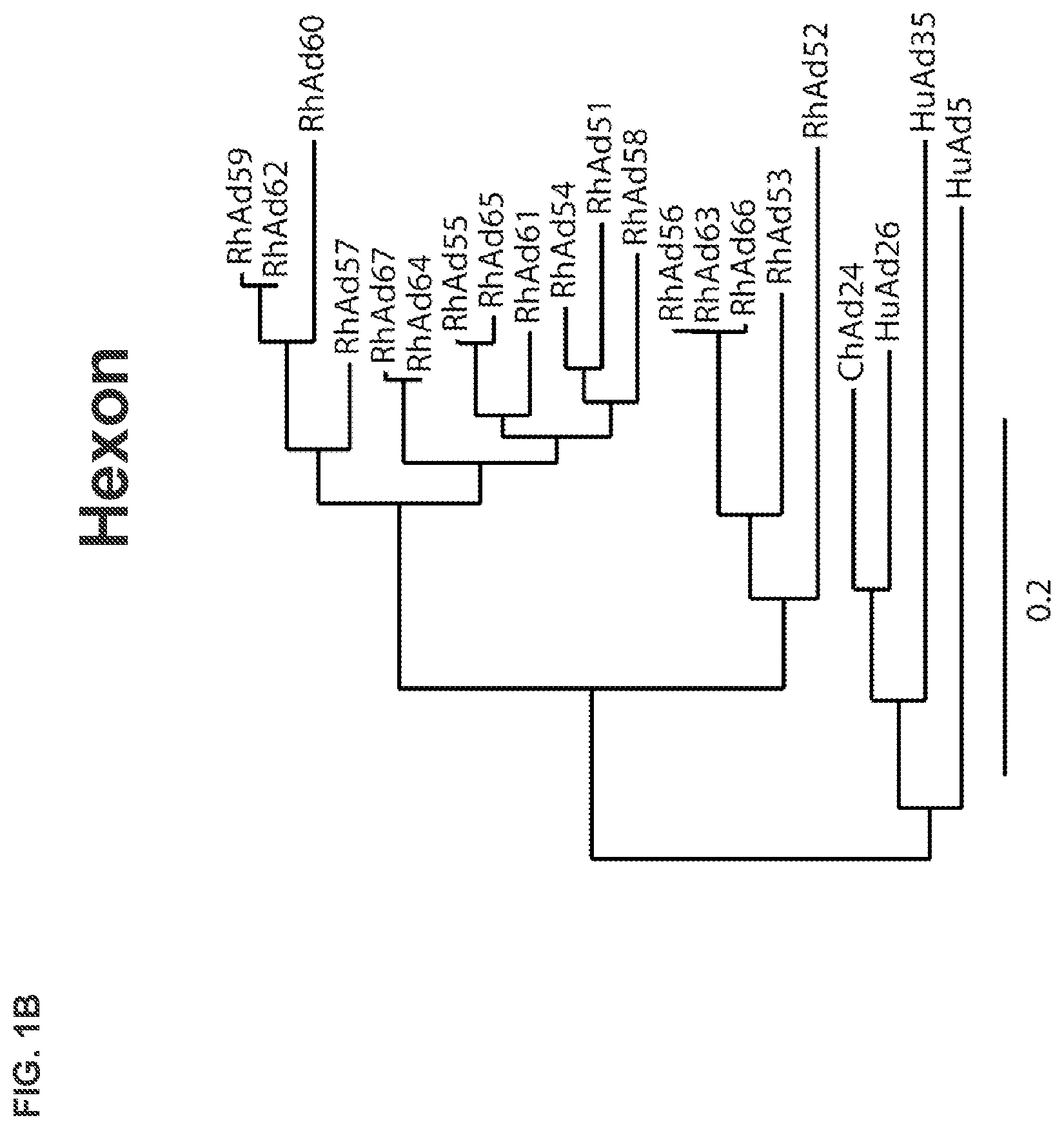 Patent US11773142 Figure 2 – Recombinant adenoviruses and uses thereof
