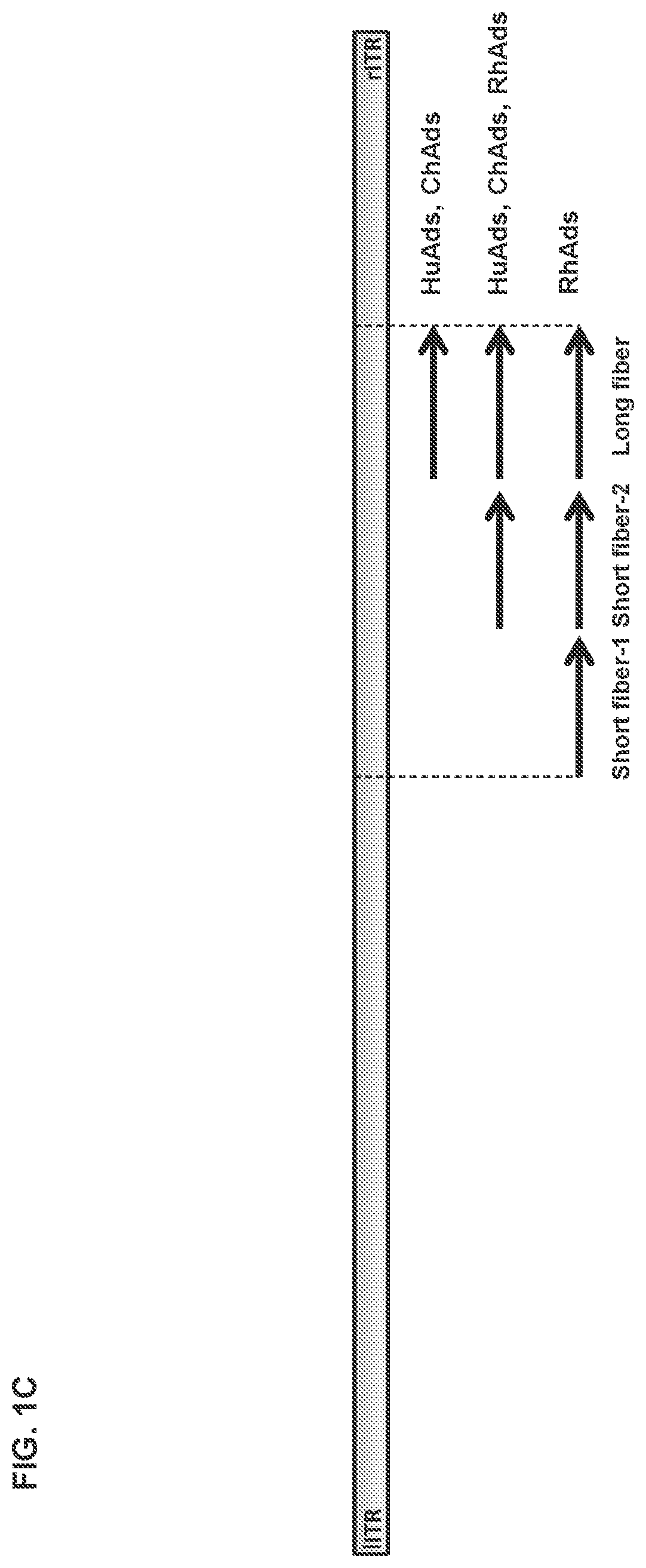 Patent US11773142 Figure 3 – Recombinant adenoviruses and uses thereof