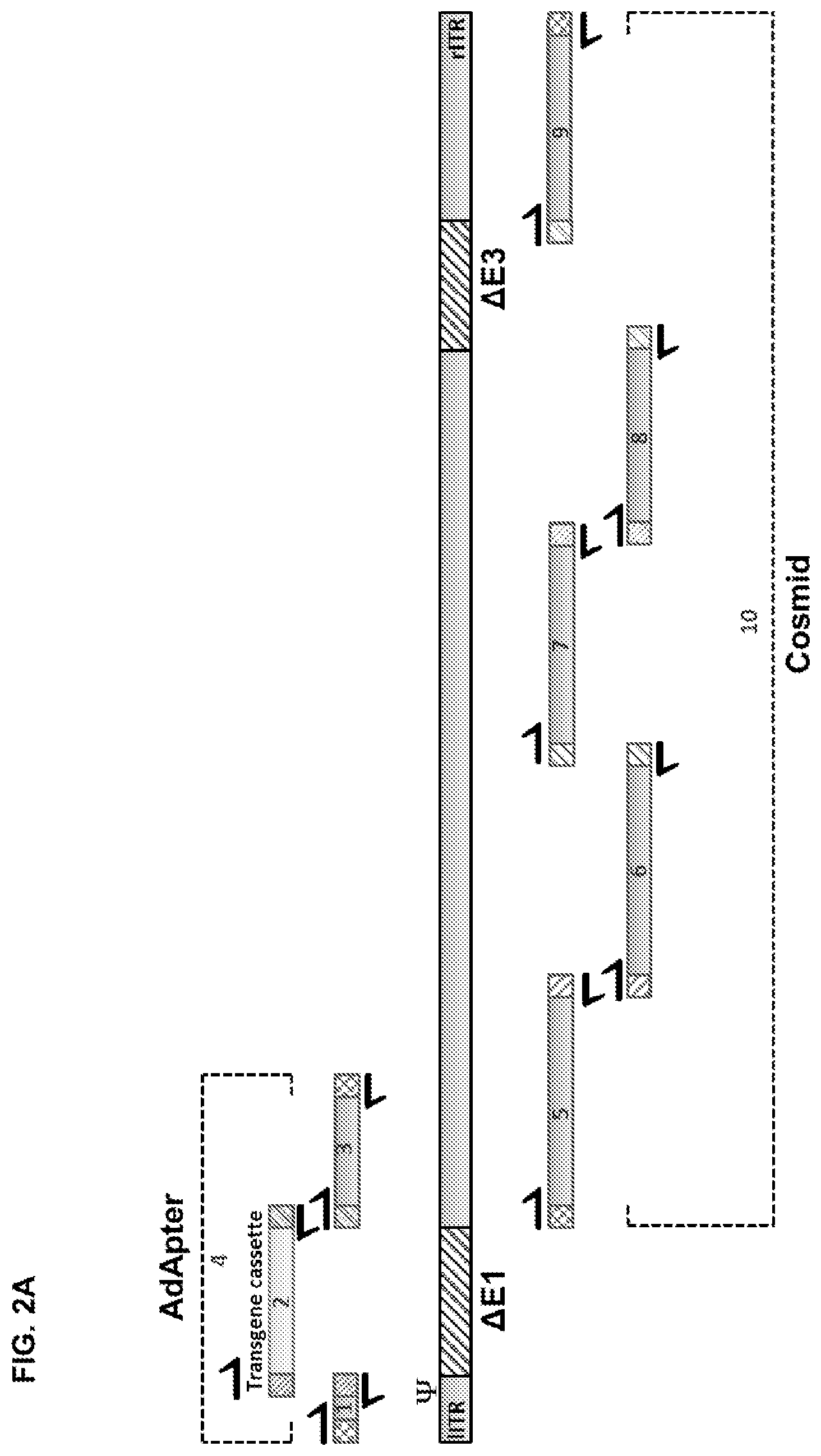 Patent US11773142 Figure 4 – Recombinant adenoviruses and uses thereof