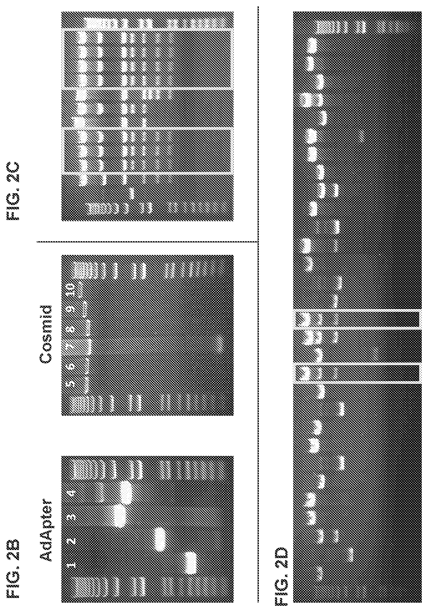 Patent US11773142 Figure 5 – Recombinant adenoviruses and uses thereof