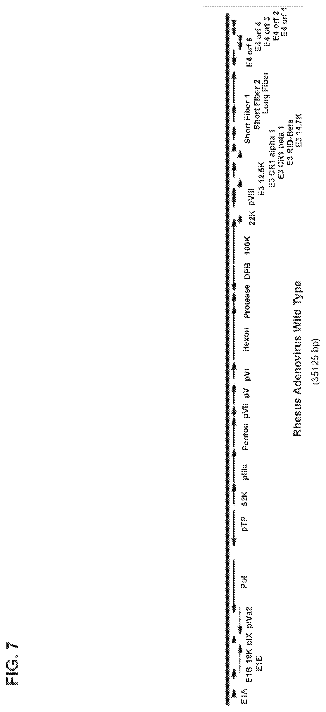 Patent US11773142 Figure 16 – Recombinant adenoviruses and uses thereof