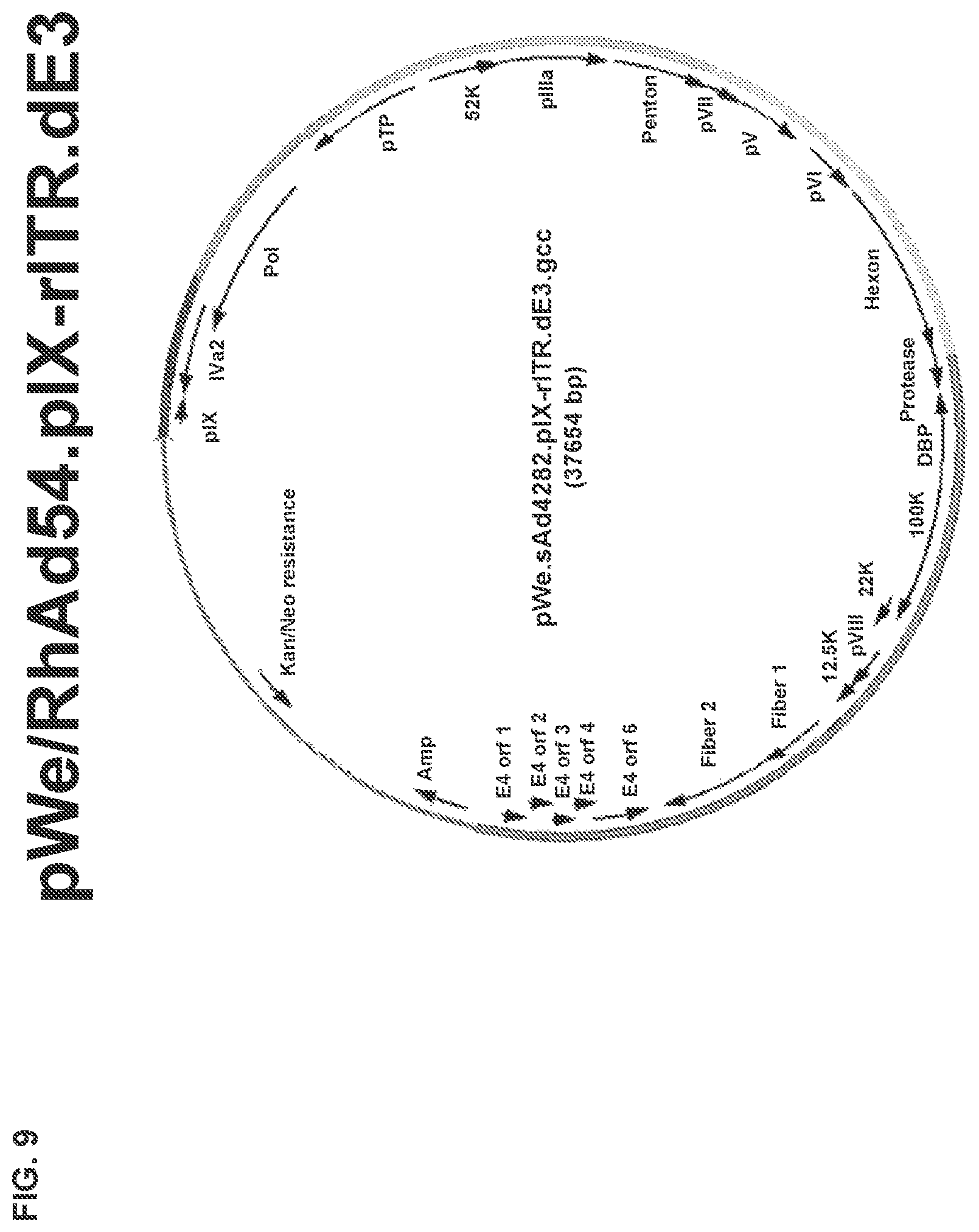 Patent US11773142 Figure 18 – Recombinant adenoviruses and uses thereof