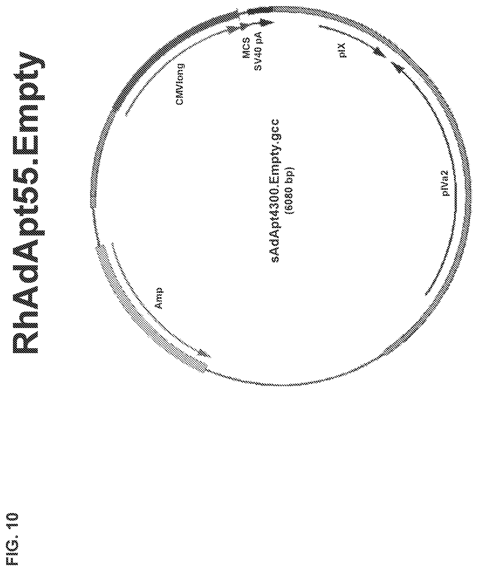 Patent US11773142 Figure 19 – Recombinant adenoviruses and uses thereof