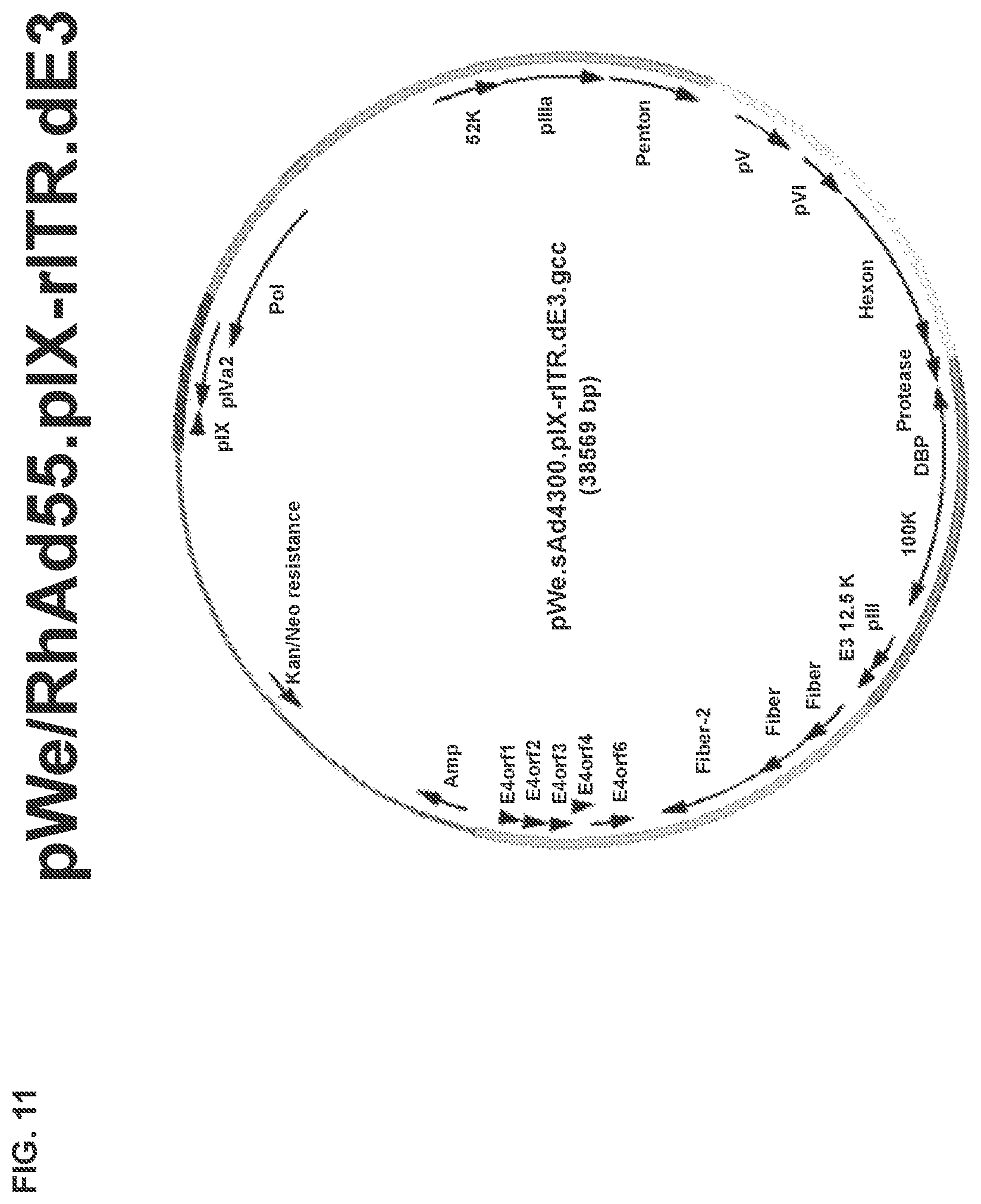 Patent US11773142 Figure 20 – Recombinant adenoviruses and uses thereof