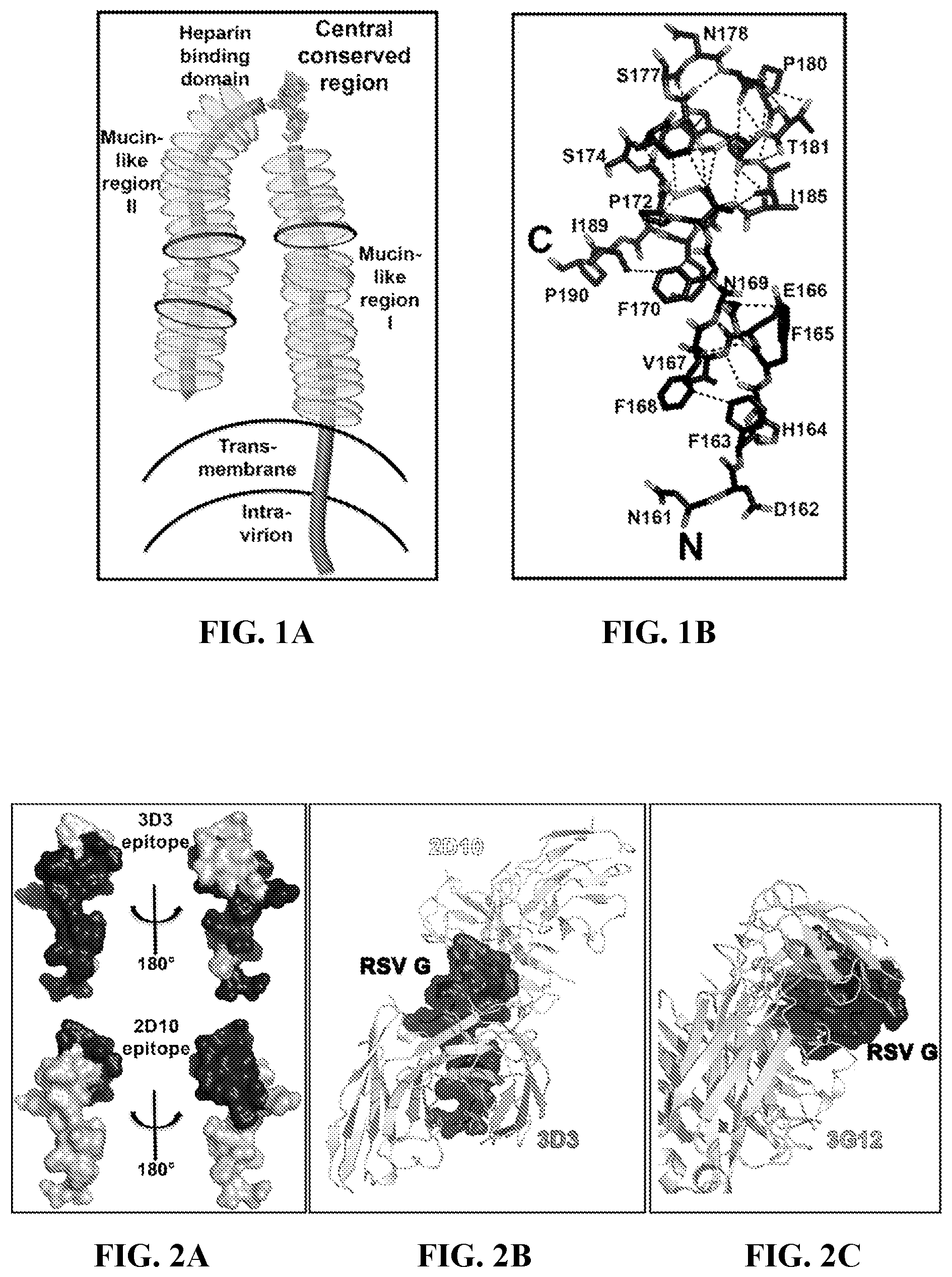 Patent US11773143 Figure 1 – Conformational epitopes in respiratory syncytial virus G protein central conserved region
