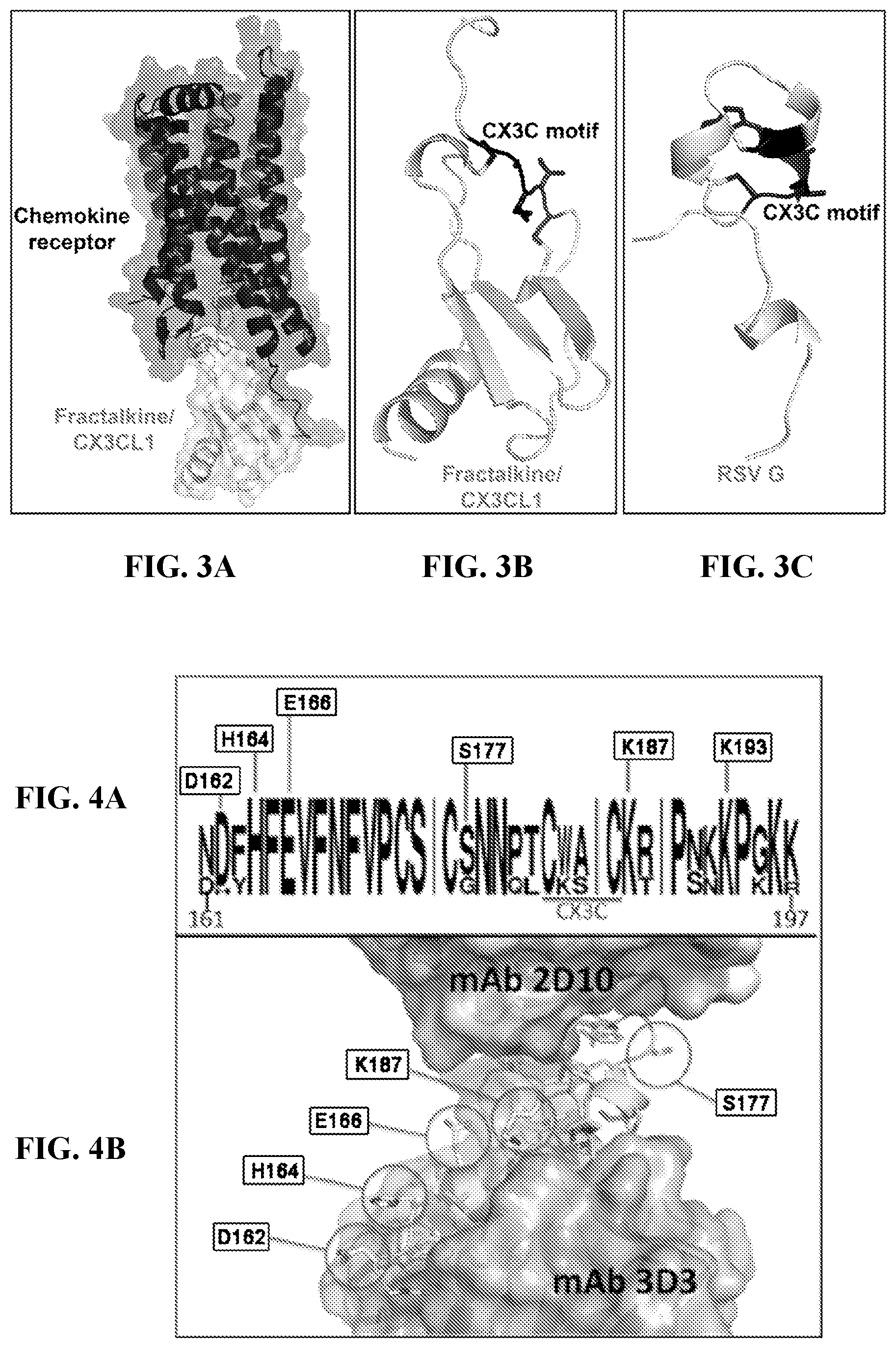 Patent US11773143 Figure 2 – Conformational epitopes in respiratory syncytial virus G protein central conserved region