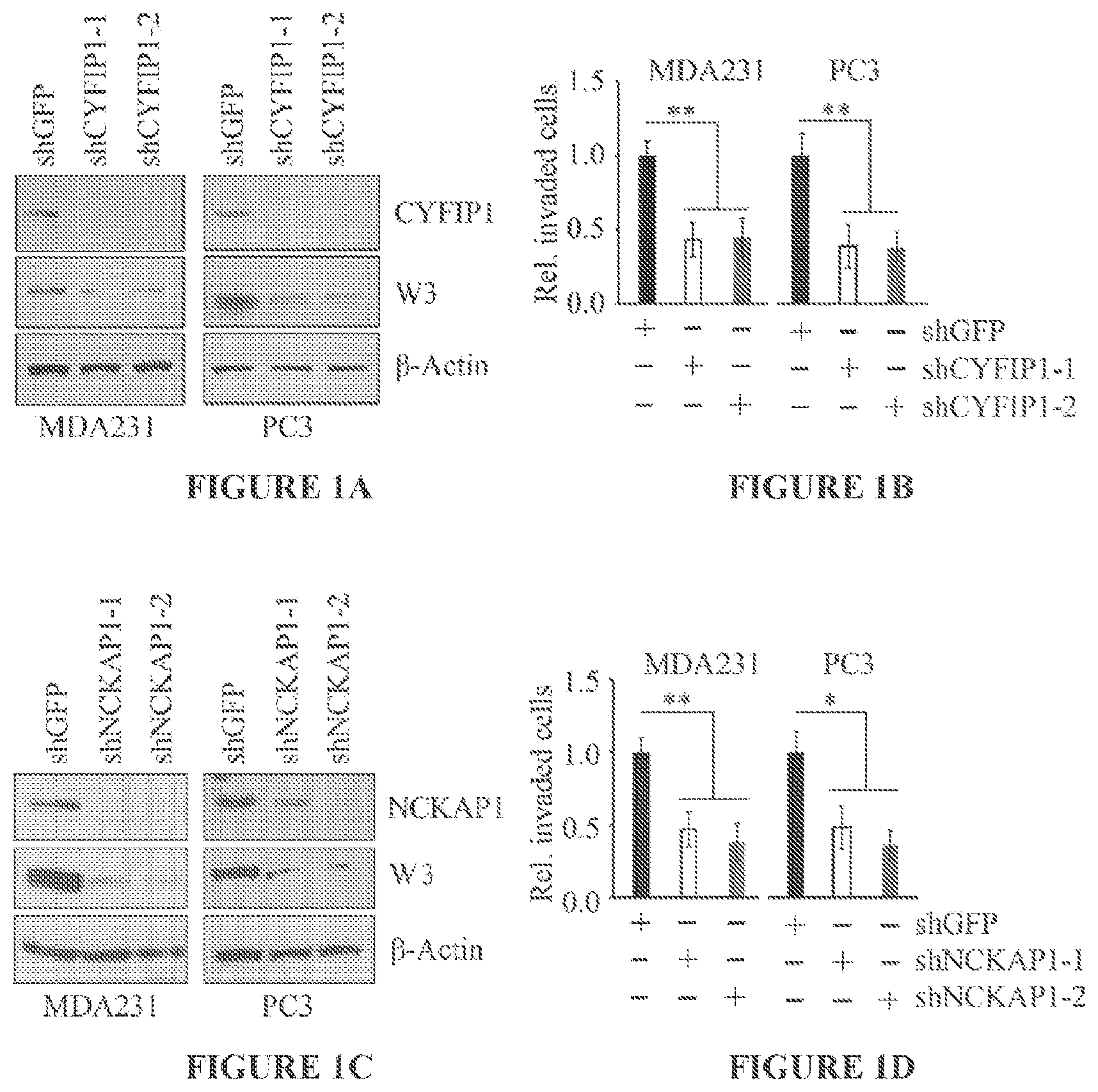 Patent US11773146 — Disruption of the WAVE3 protein complex for suppression of invasion and metastasis — Figure 1