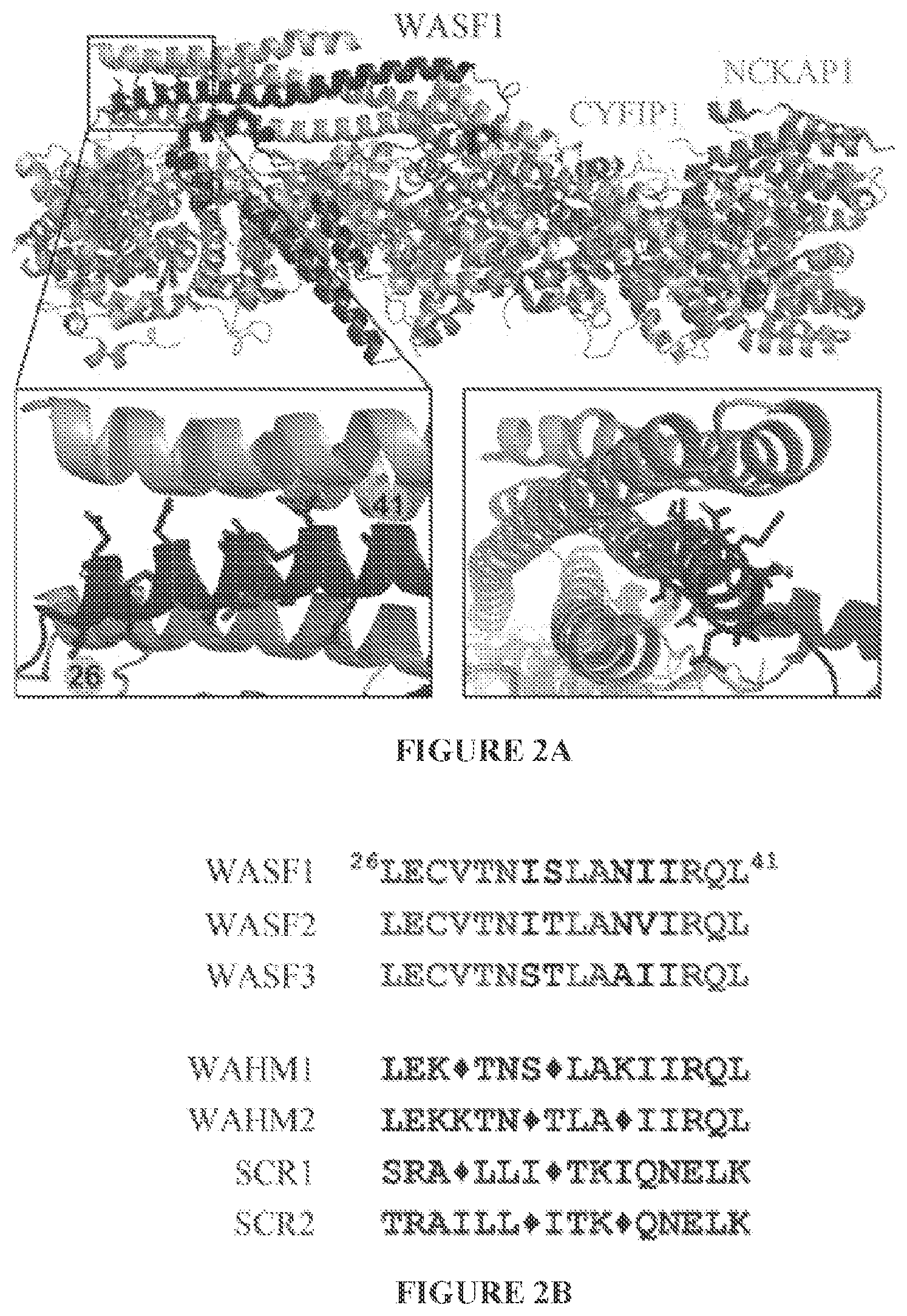 Patent US11773146 Figure 2 – Disruption of the WAVE3 protein complex for suppression of invasion and metastasis