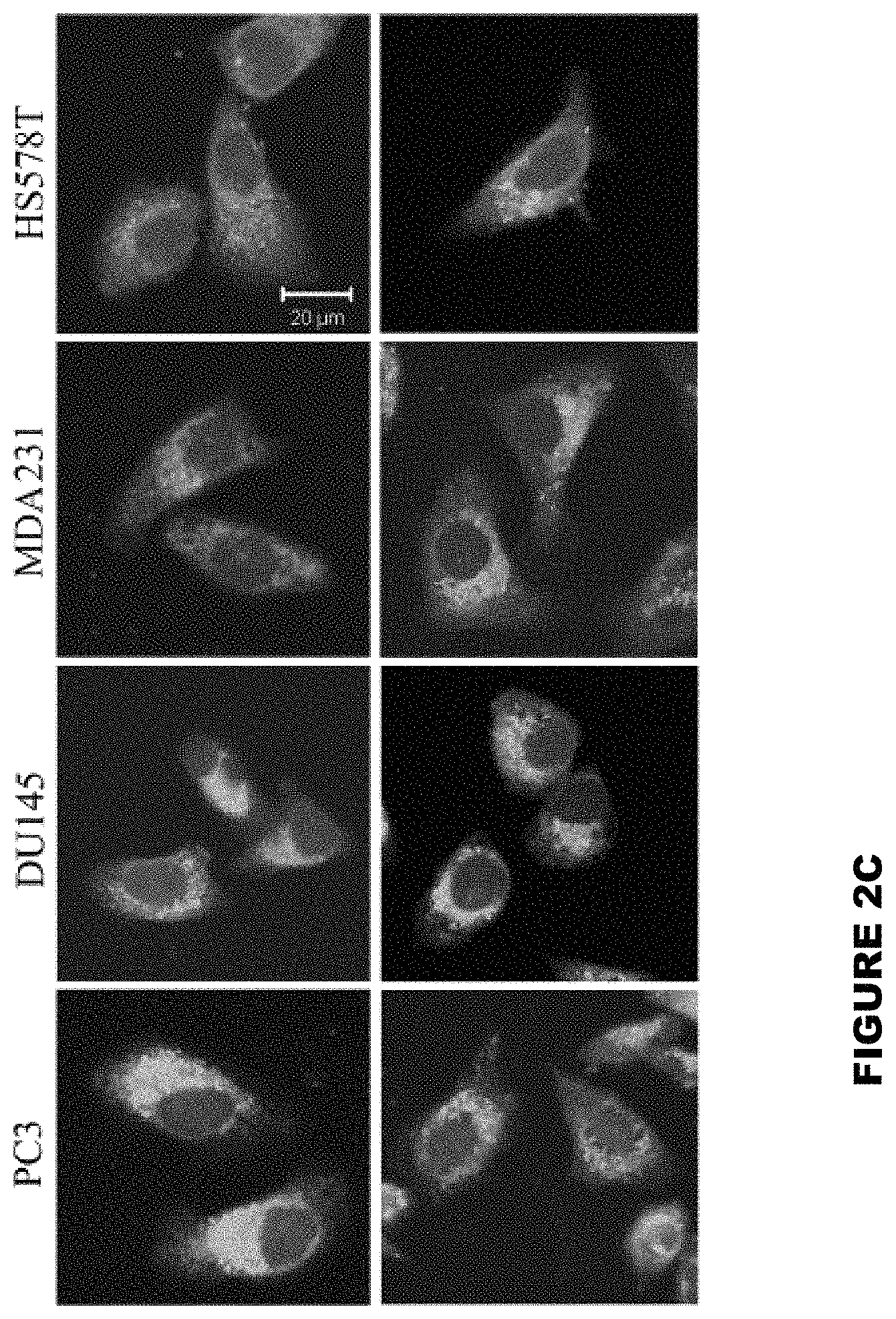 Patent US11773146 Figure 3 – Disruption of the WAVE3 protein complex for suppression of invasion and metastasis