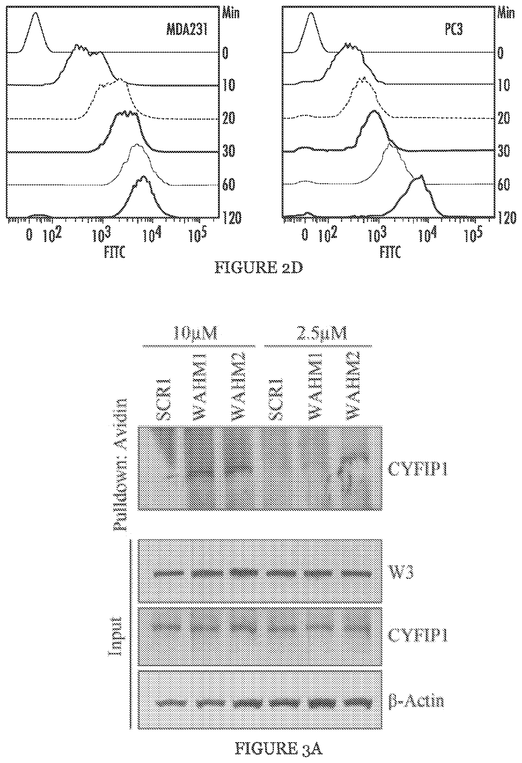 Patent US11773146 Figure 4 – Disruption of the WAVE3 protein complex for suppression of invasion and metastasis
