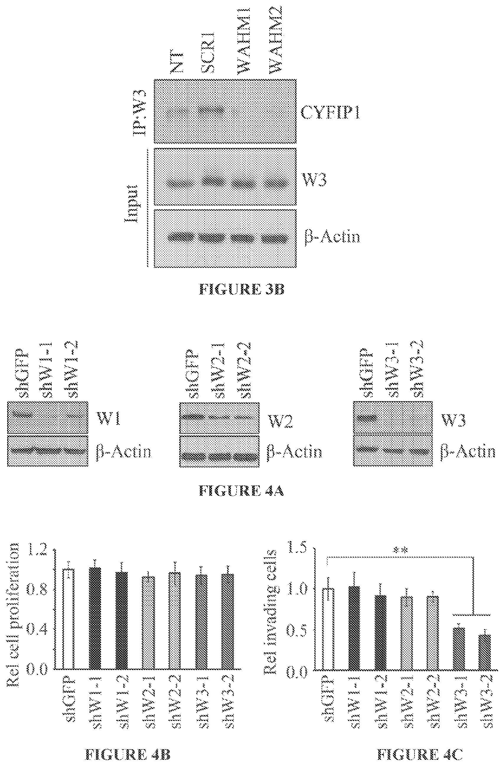 Patent US11773146 Figure 5 – Disruption of the WAVE3 protein complex for suppression of invasion and metastasis