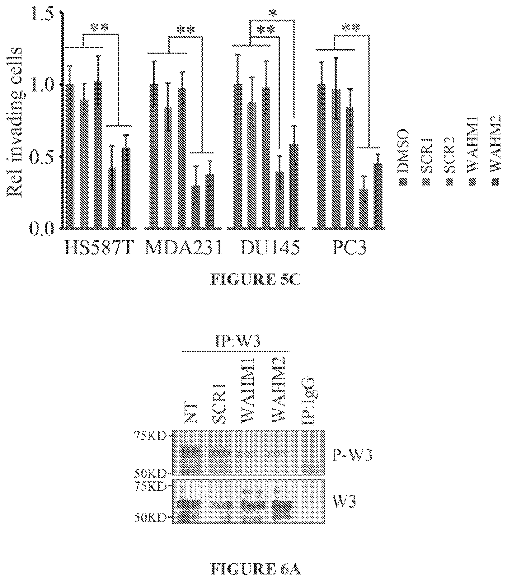 Patent US11773146 Figure 7 – Disruption of the WAVE3 protein complex for suppression of invasion and metastasis
