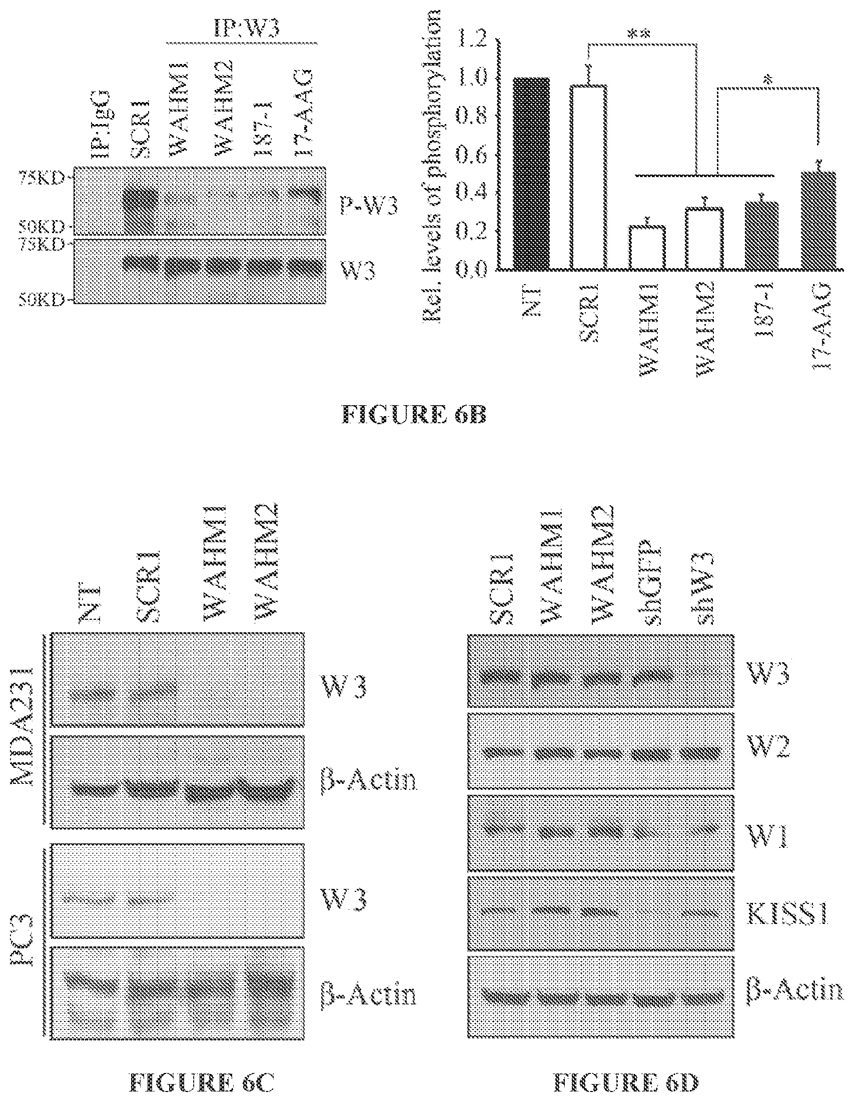 Patent US11773146 Figure 8 – Disruption of the WAVE3 protein complex for suppression of invasion and metastasis