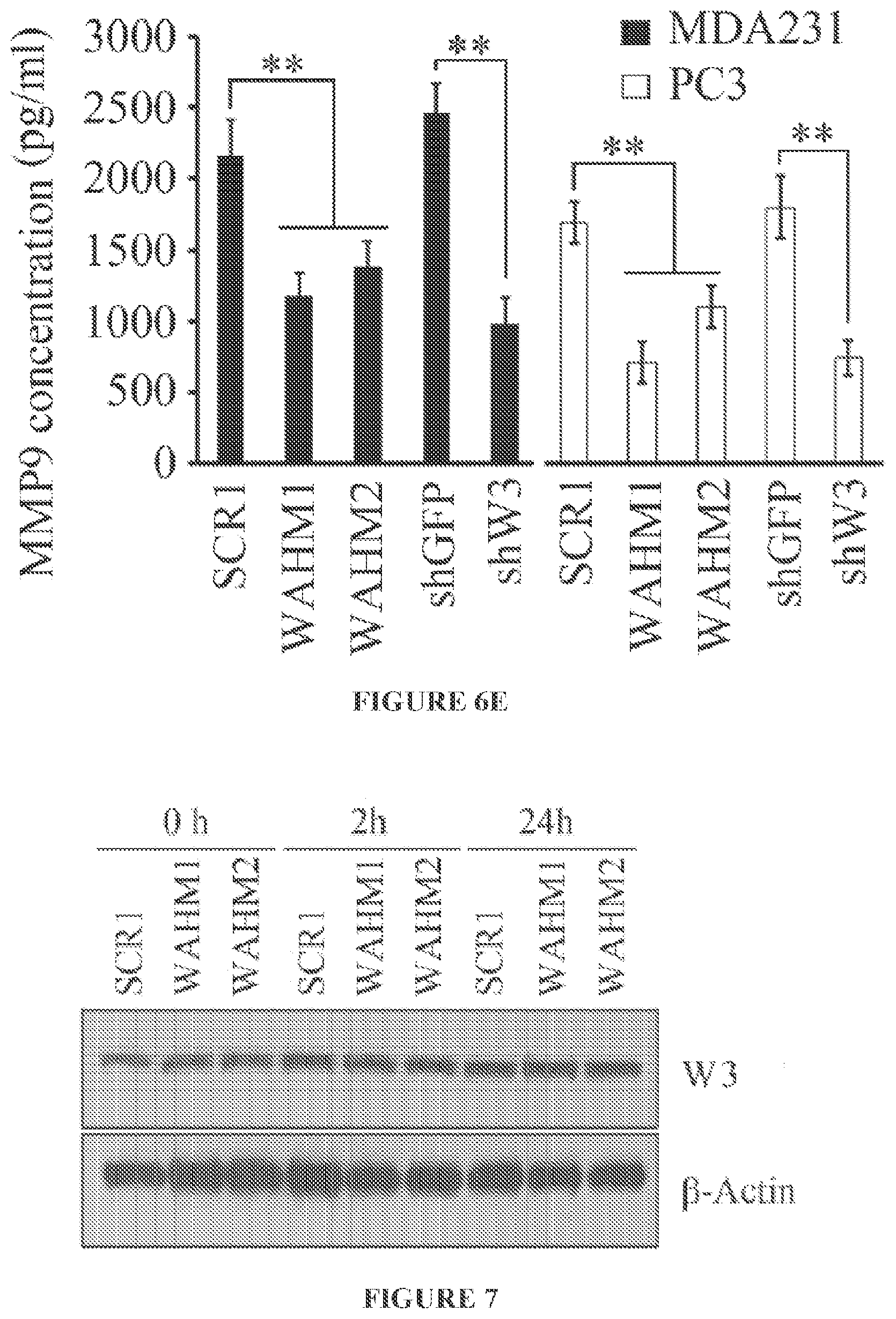 Patent US11773146 Figure 9 – Disruption of the WAVE3 protein complex for suppression of invasion and metastasis