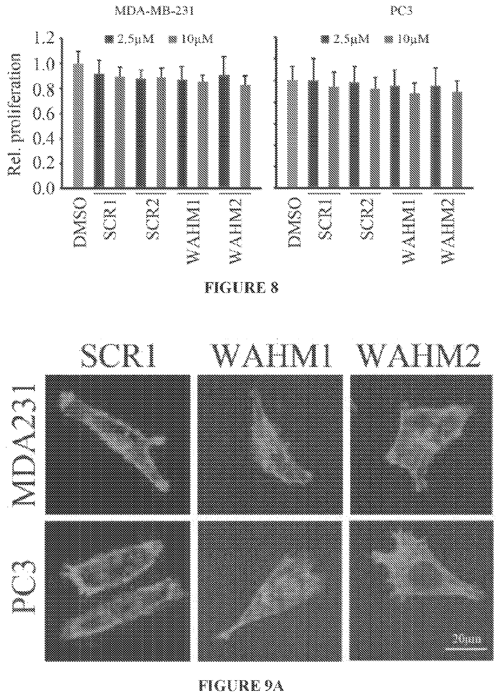 Patent US11773146 Figure 10 – Disruption of the WAVE3 protein complex for suppression of invasion and metastasis