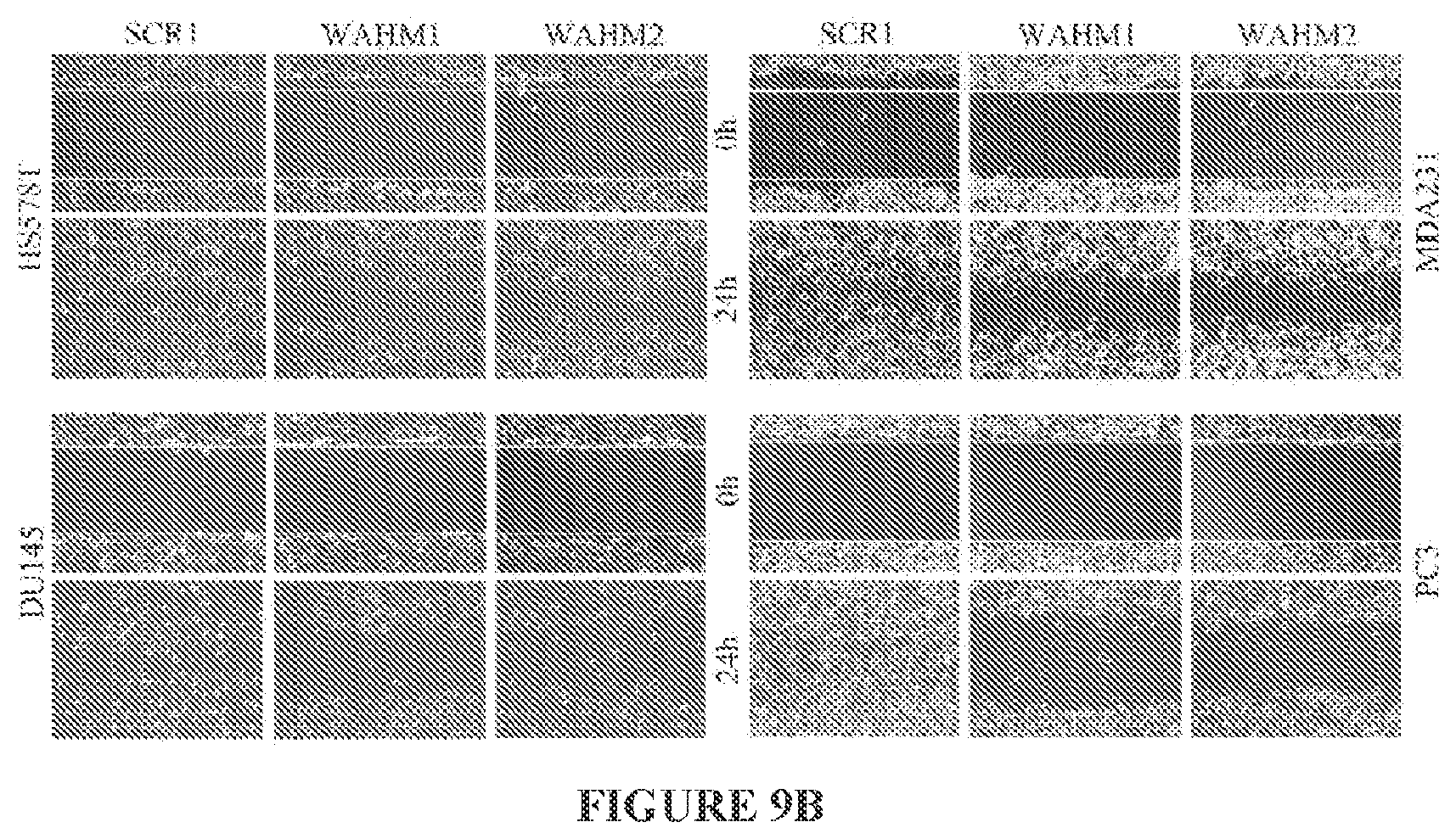 Patent US11773146 Figure 11 – Disruption of the WAVE3 protein complex for suppression of invasion and metastasis