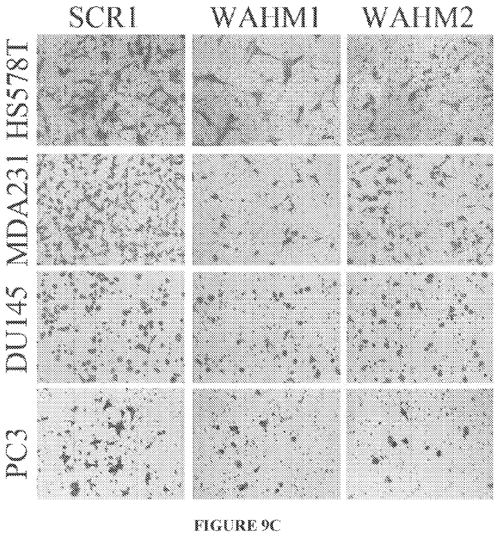 Patent US11773146 Figure 12 – Disruption of the WAVE3 protein complex for suppression of invasion and metastasis