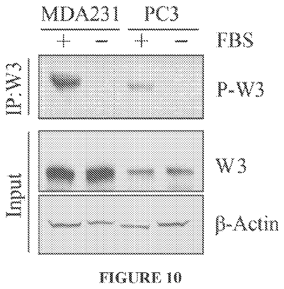 Patent US11773146 Figure 13 – Disruption of the WAVE3 protein complex for suppression of invasion and metastasis