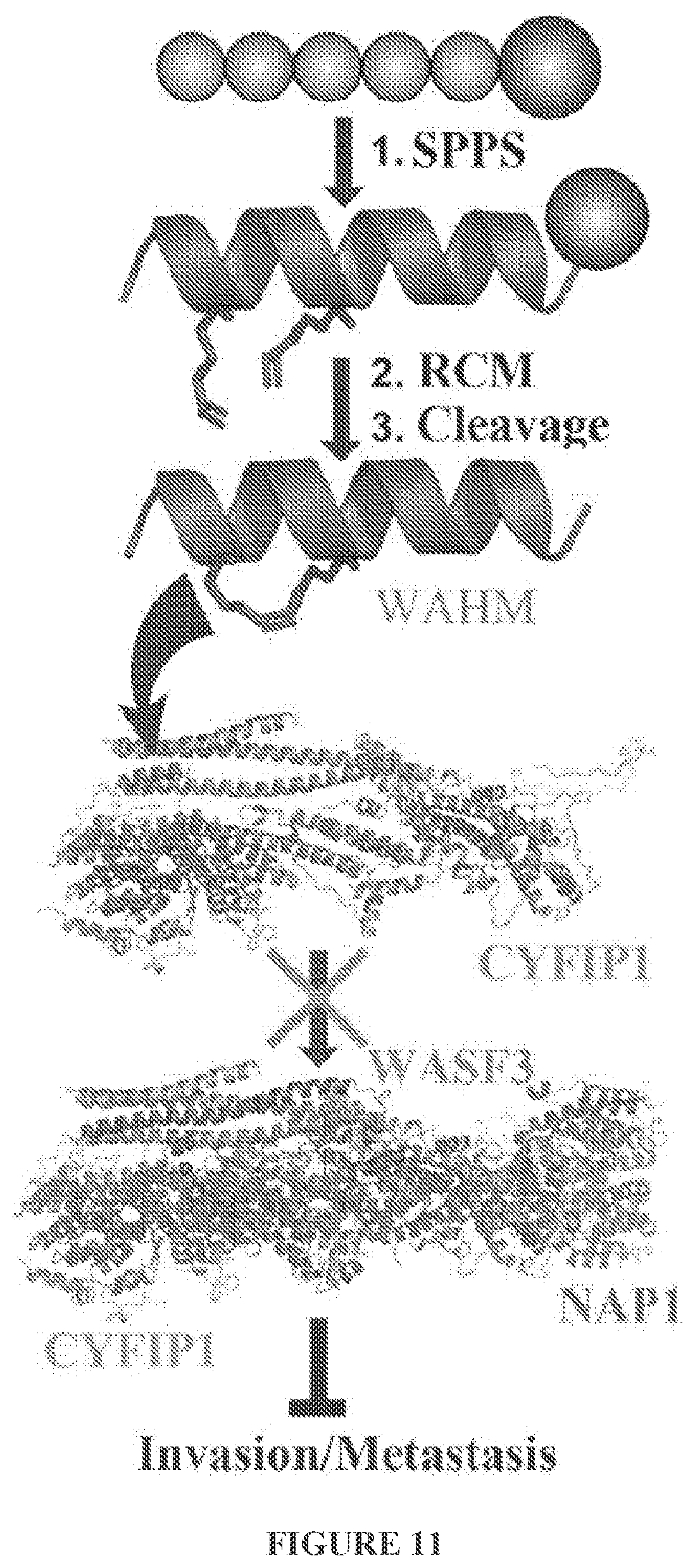 Patent US11773146 Figure 14 – Disruption of the WAVE3 protein complex for suppression of invasion and metastasis