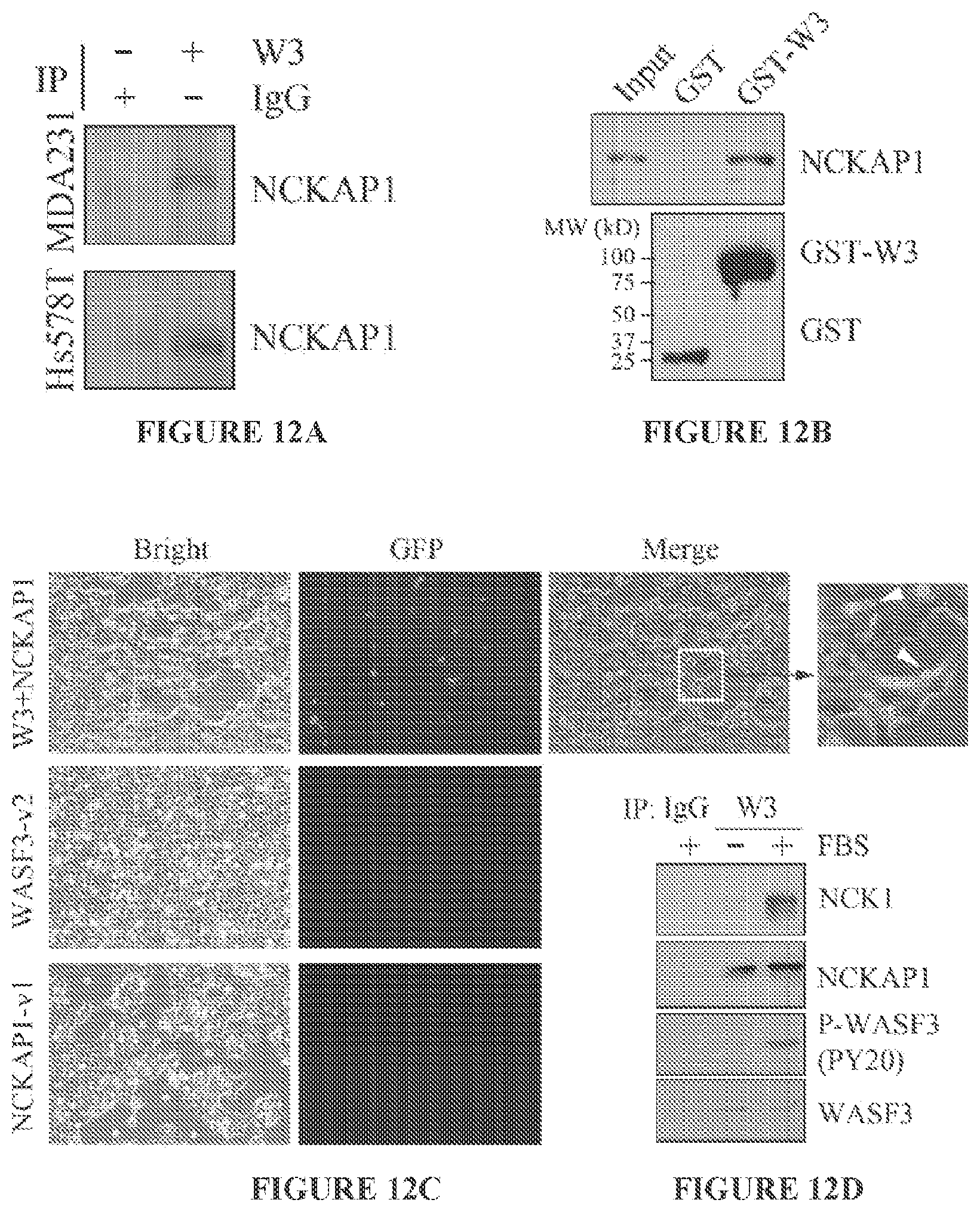 Patent US11773146 Figure 15 – Disruption of the WAVE3 protein complex for suppression of invasion and metastasis
