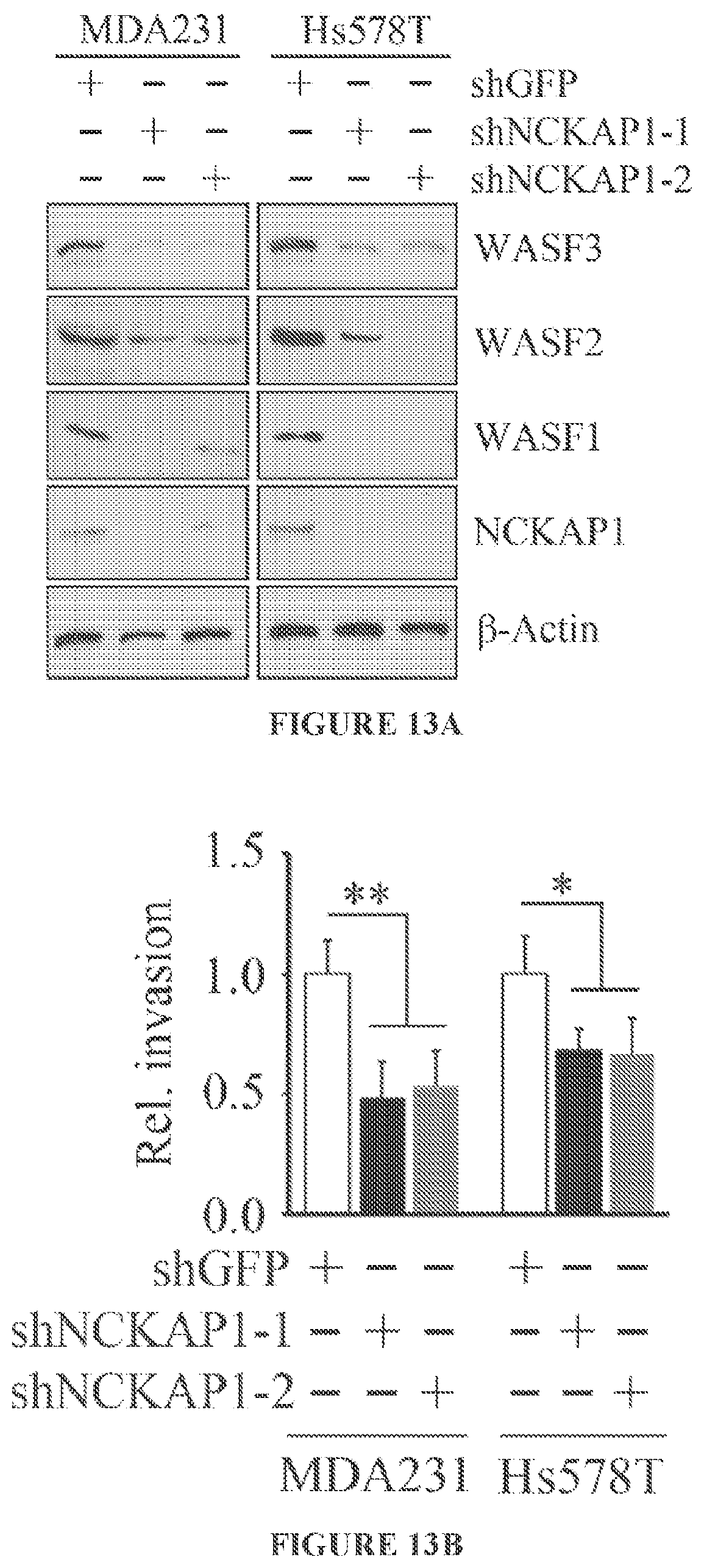 Patent US11773146 Figure 16 – Disruption of the WAVE3 protein complex for suppression of invasion and metastasis