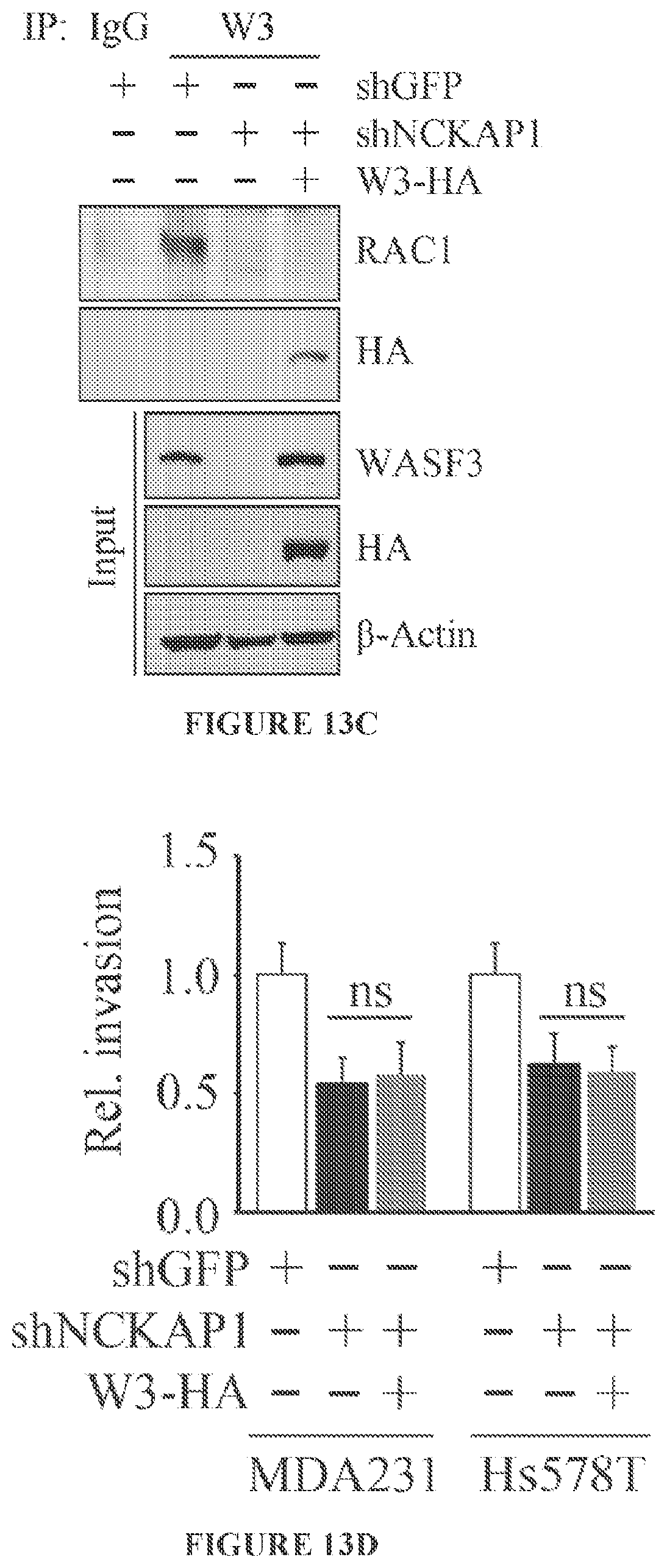 Patent US11773146 Figure 17 – Disruption of the WAVE3 protein complex for suppression of invasion and metastasis