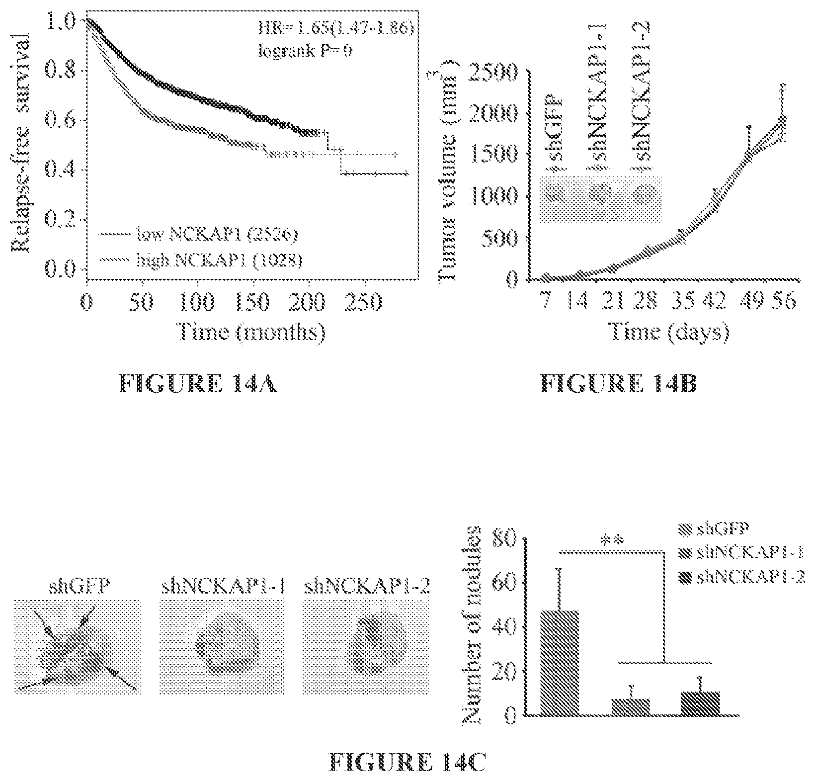 Patent US11773146 Figure 18 – Disruption of the WAVE3 protein complex for suppression of invasion and metastasis