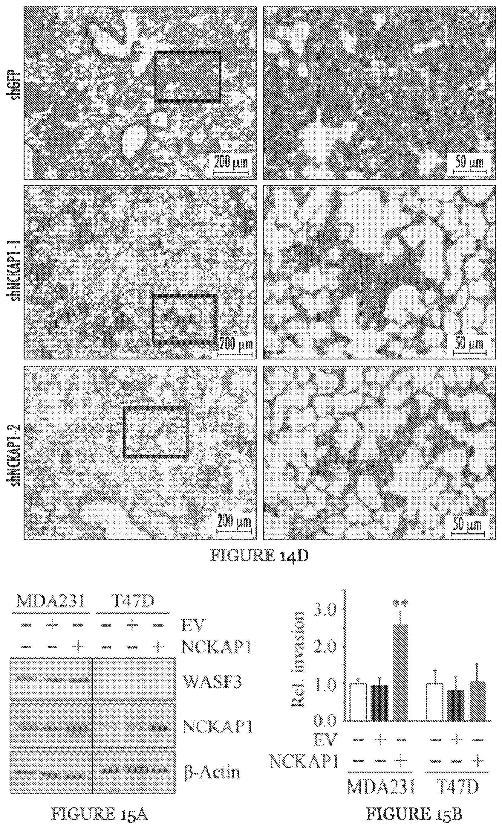 Patent US11773146 Figure 19 – Disruption of the WAVE3 protein complex for suppression of invasion and metastasis