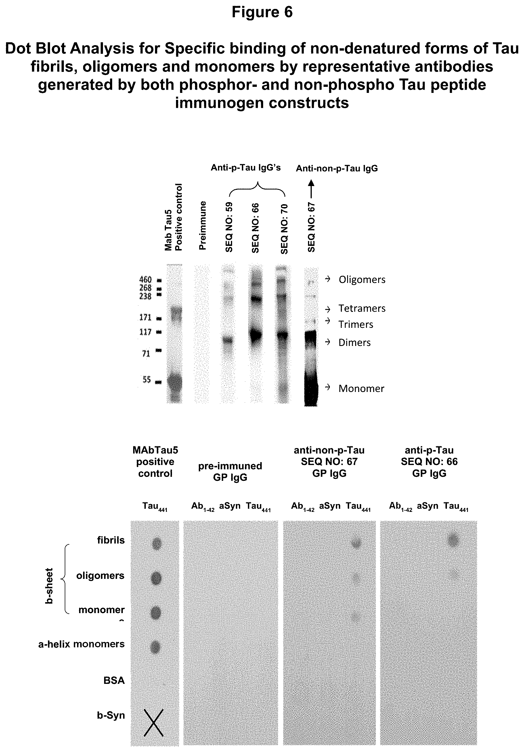 Patent US11773148 Figure 8 – Tau peptide immunogen constructs