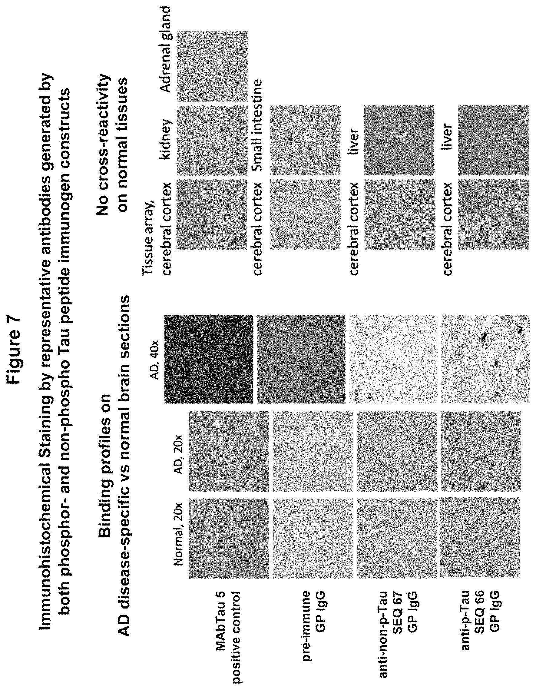 Patent US11773148 Figure 9 – Tau peptide immunogen constructs