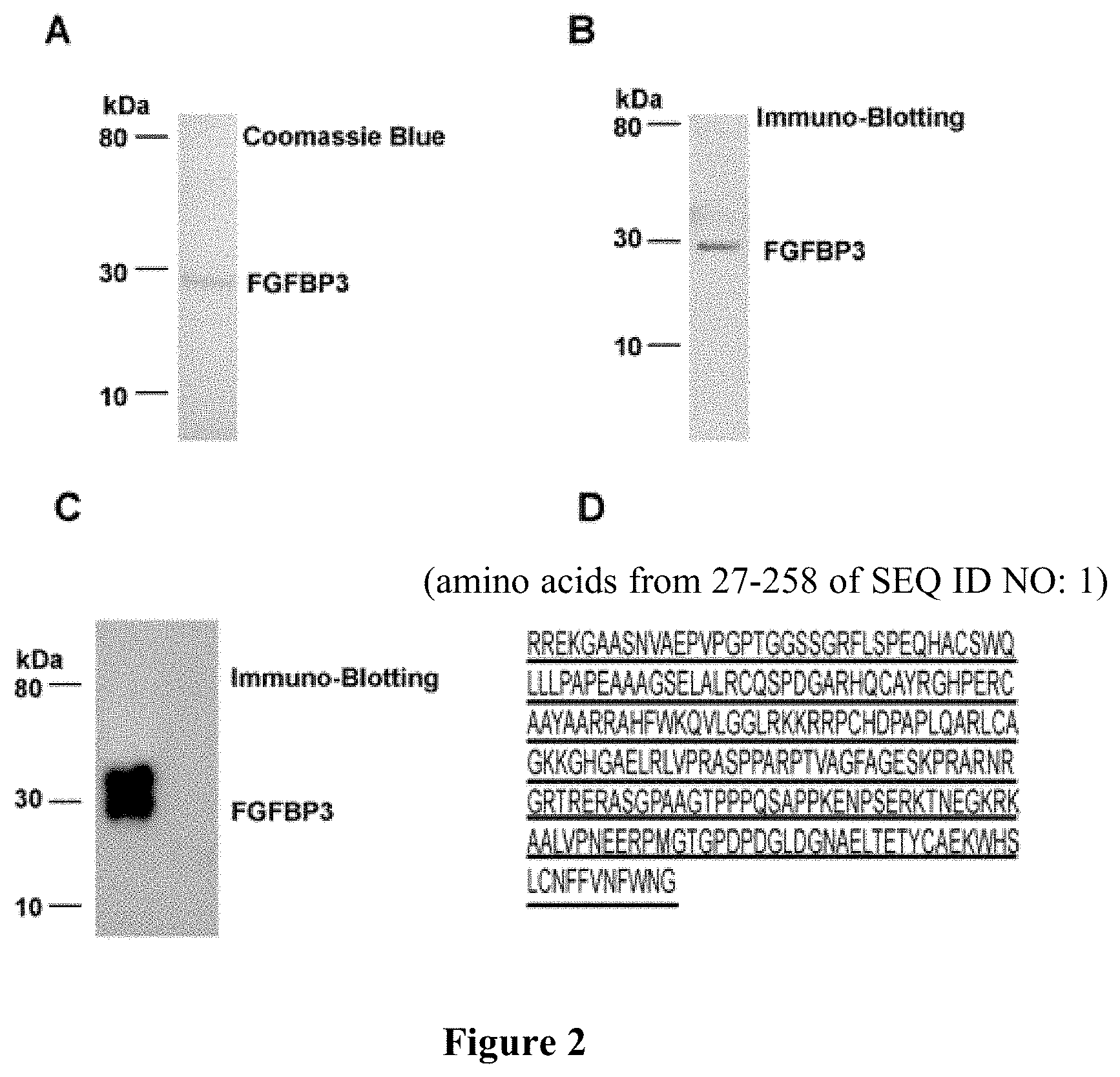 Patent US11773149 Figure 2 – NBP158 and uses thereof