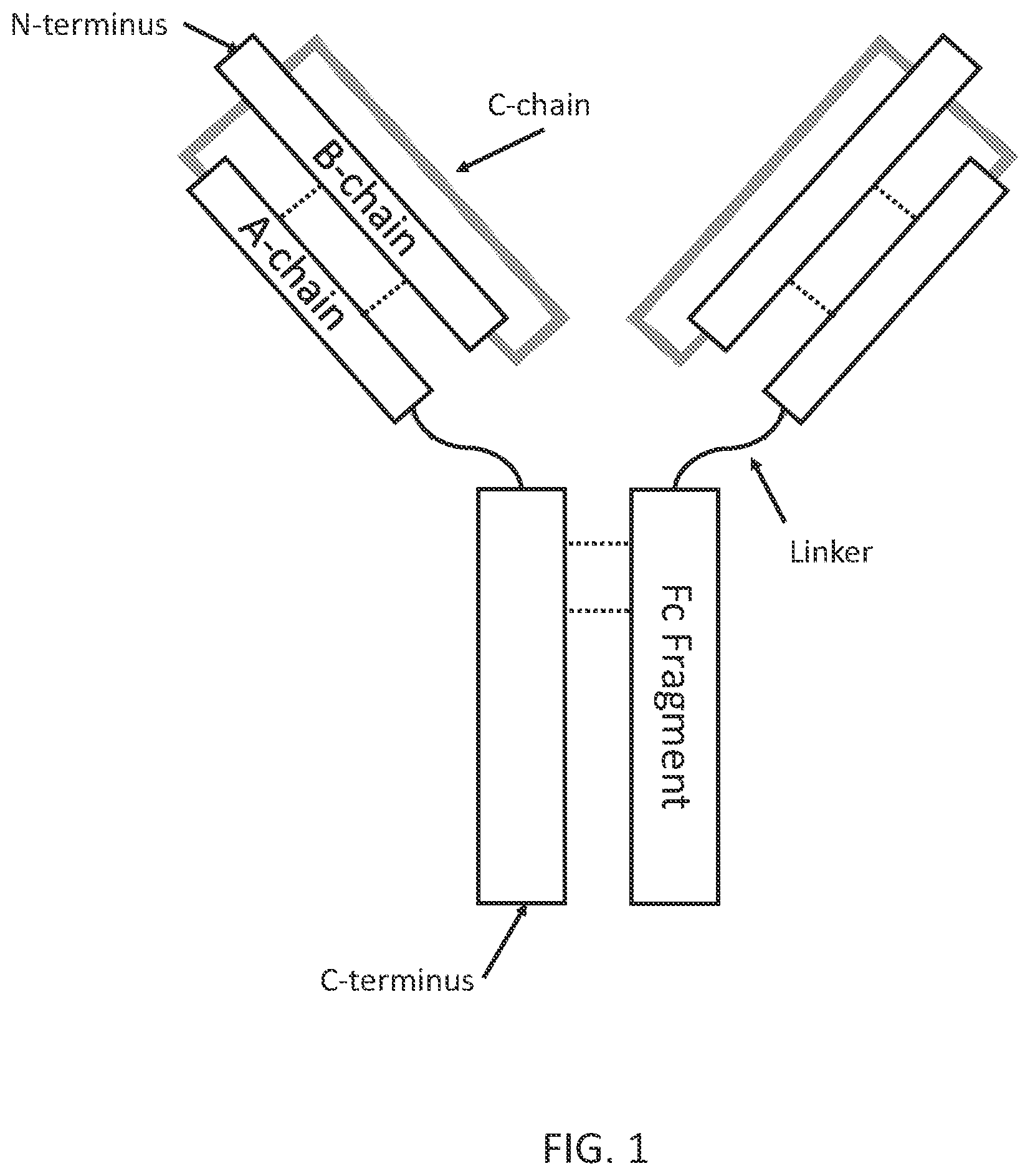 Patent US11773151 — Ultra-long acting insulin-Fc fusion proteins and methods of use — Figure 1