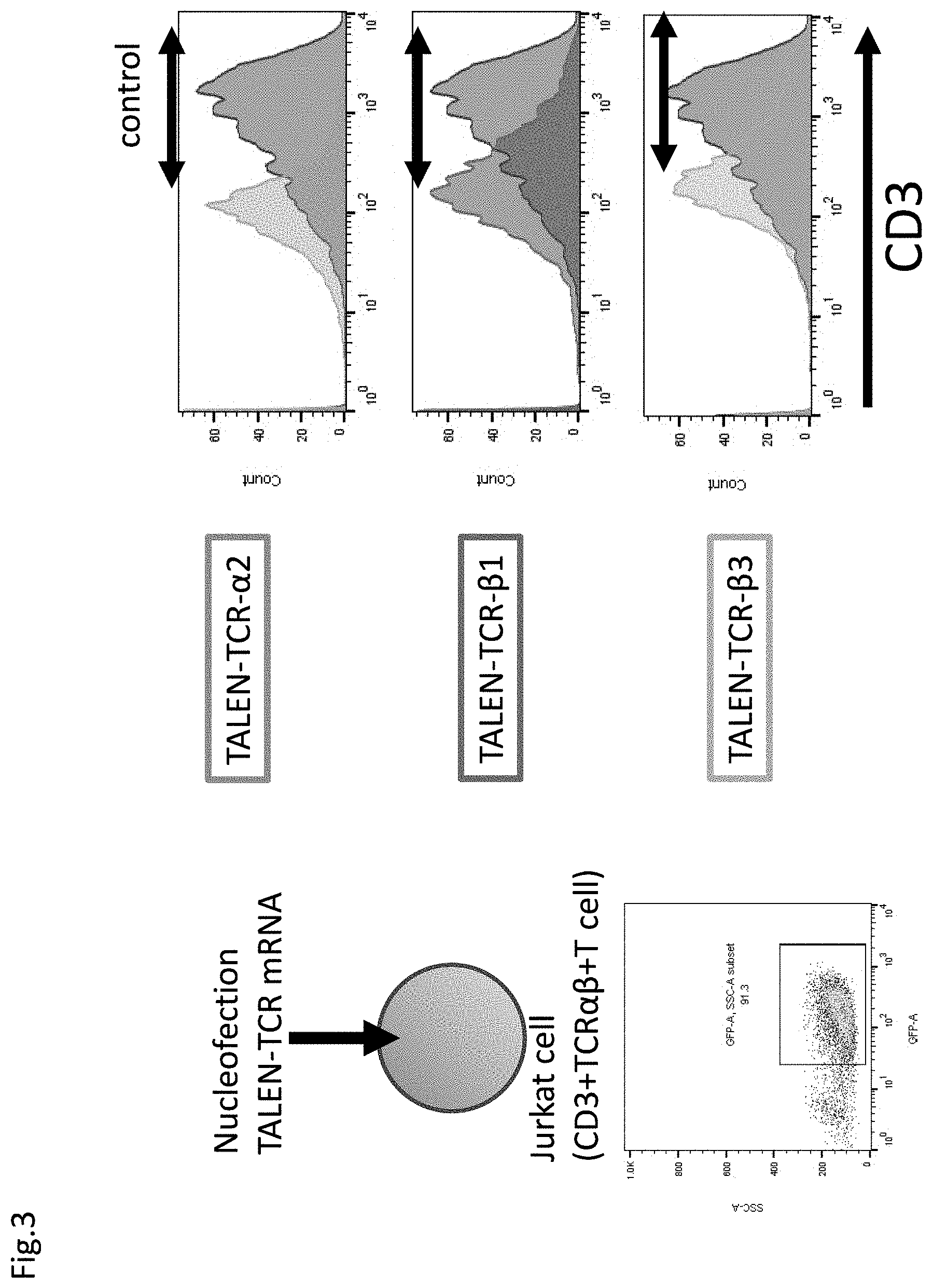 Patent US11773152 Figure 3 – Technique for creating antigen-specific regulatory T cells (Treg) in which effector T cell (Teff) antigen receptors are used
