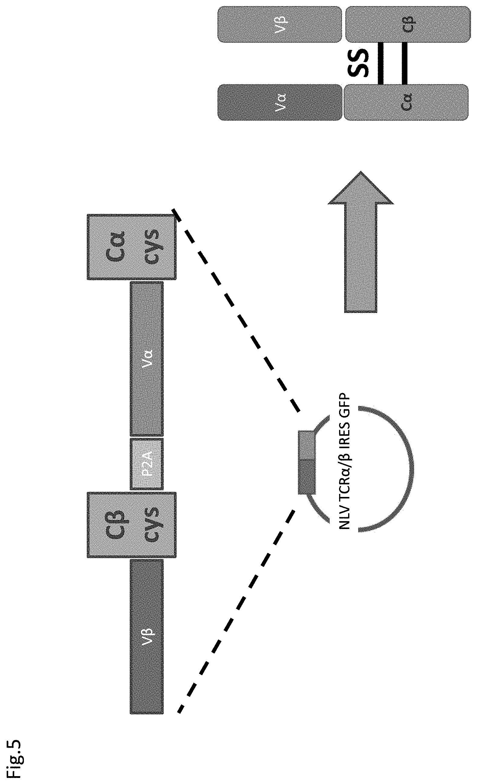 Patent US11773152 Figure 5 – Technique for creating antigen-specific regulatory T cells (Treg) in which effector T cell (Teff) antigen receptors are used
