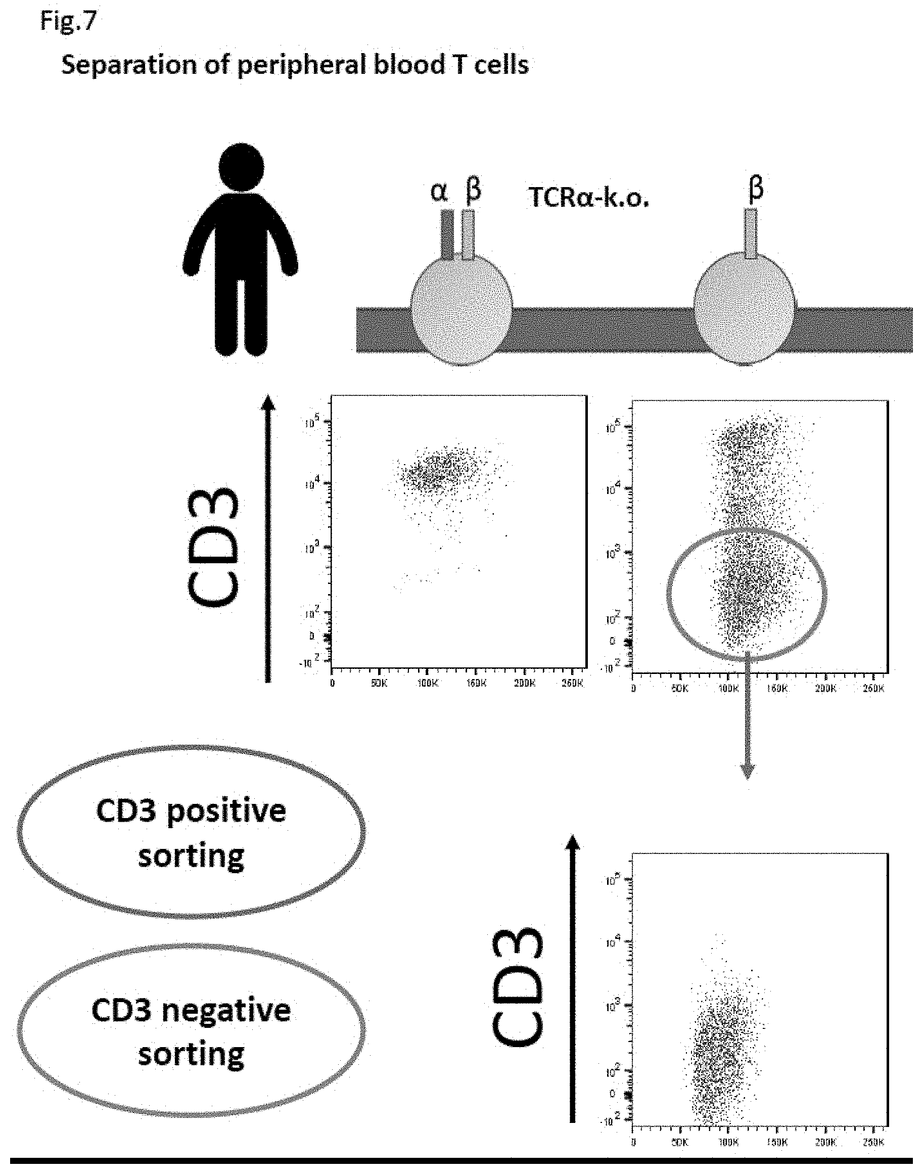 Patent US11773152 Figure 8 – Technique for creating antigen-specific regulatory T cells (Treg) in which effector T cell (Teff) antigen receptors are used