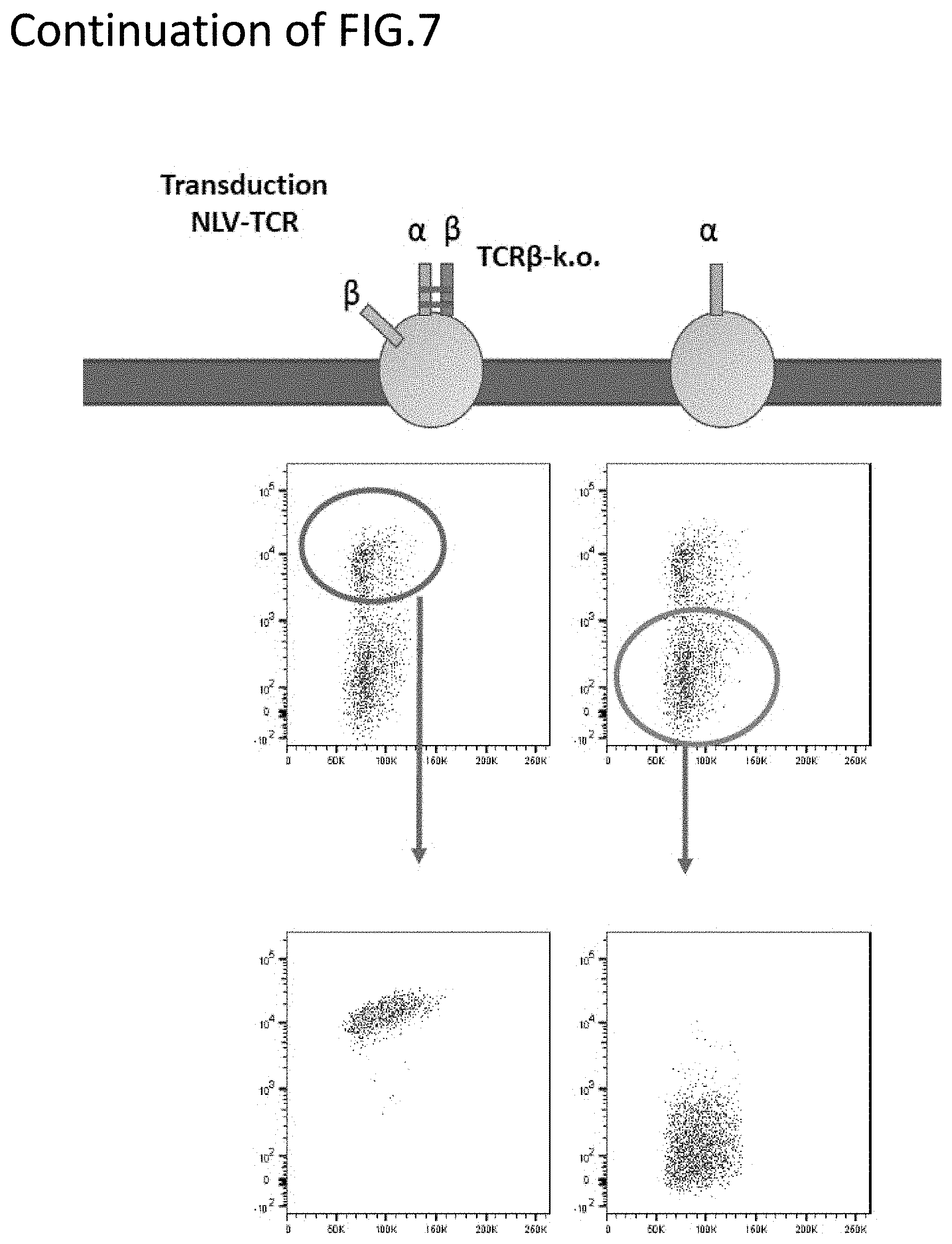 Patent US11773152 Figure 9 – Technique for creating antigen-specific regulatory T cells (Treg) in which effector T cell (Teff) antigen receptors are used