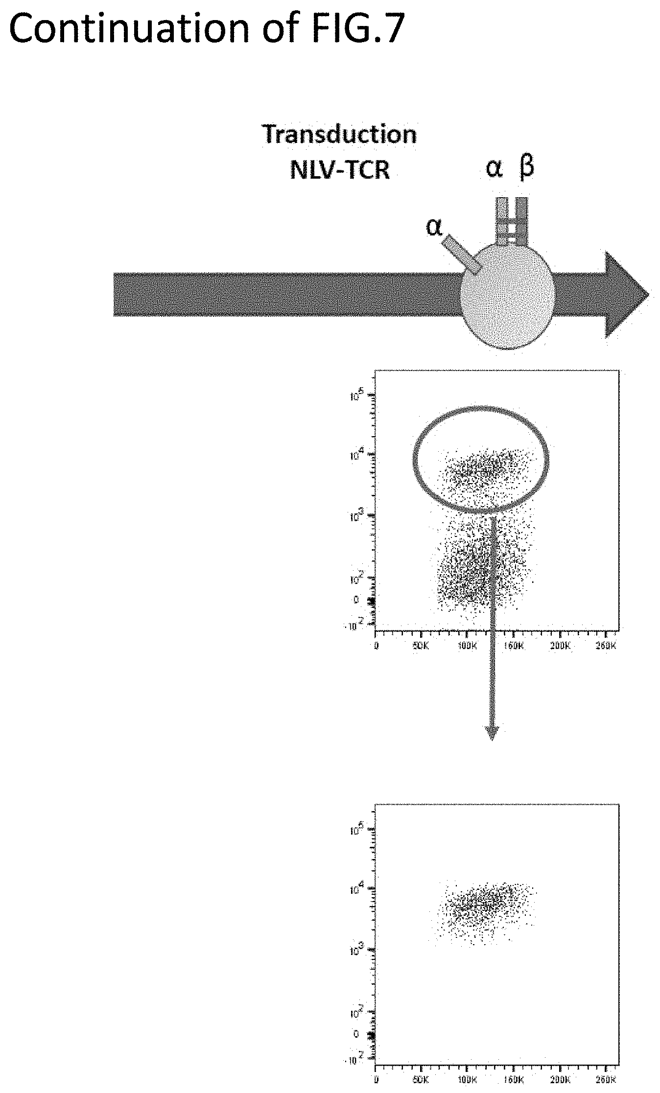 Patent US11773152 Figure 10 – Technique for creating antigen-specific regulatory T cells (Treg) in which effector T cell (Teff) antigen receptors are used