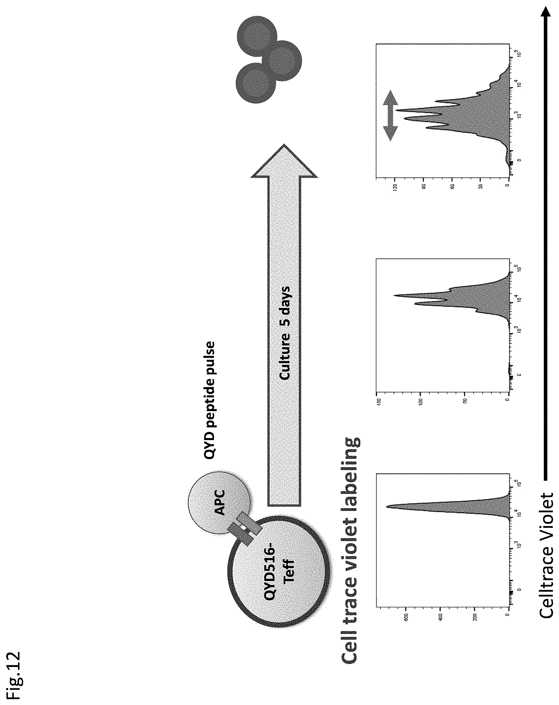 Patent US11773152 Figure 16 – Technique for creating antigen-specific regulatory T cells (Treg) in which effector T cell (Teff) antigen receptors are used