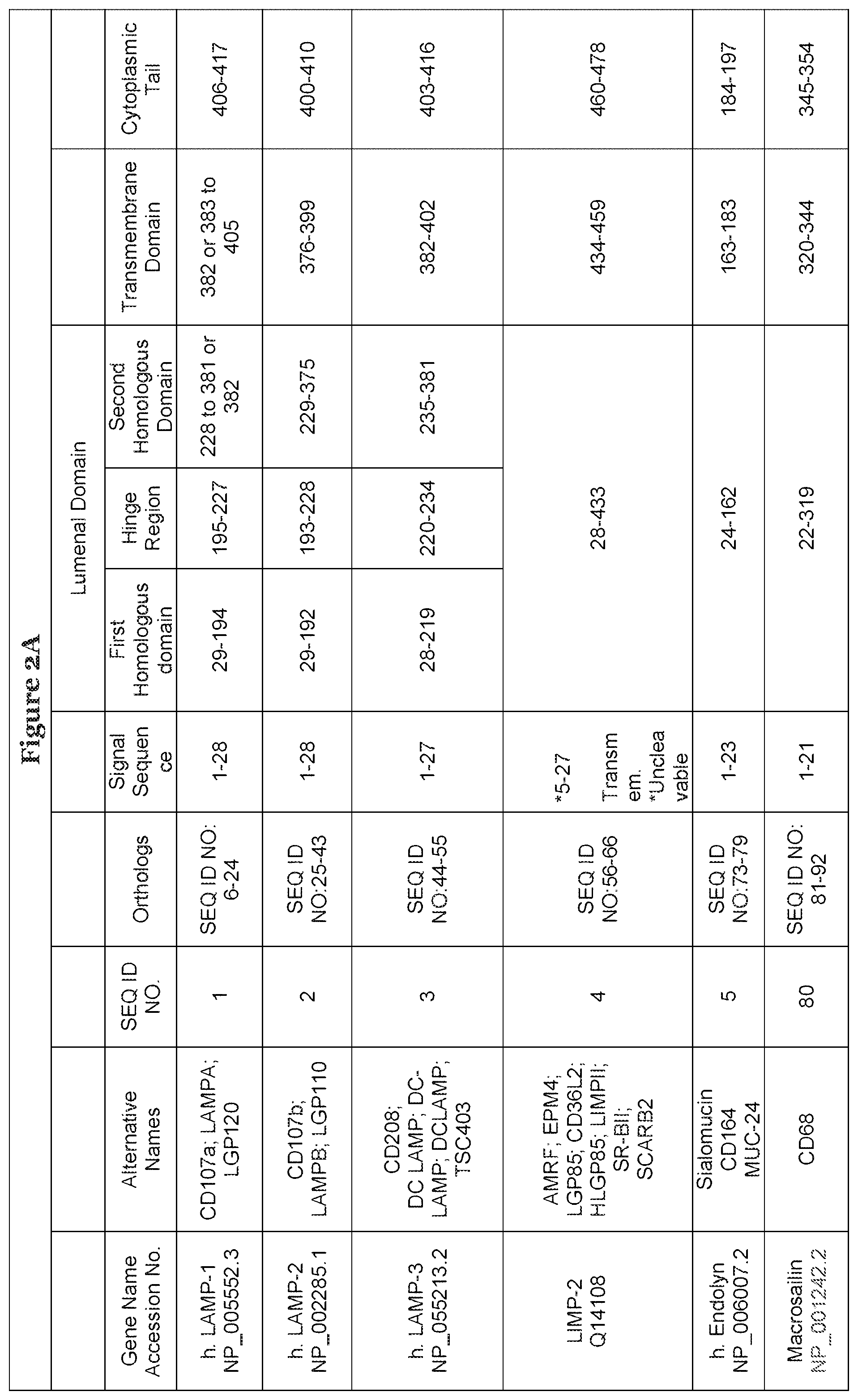 Patent US11773153 Figure 2 – LAMP constructs