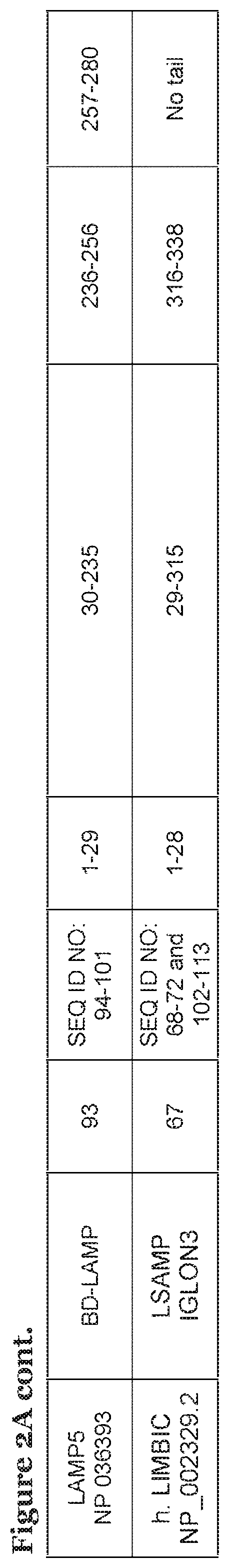 Patent US11773153 Figure 3 – LAMP constructs