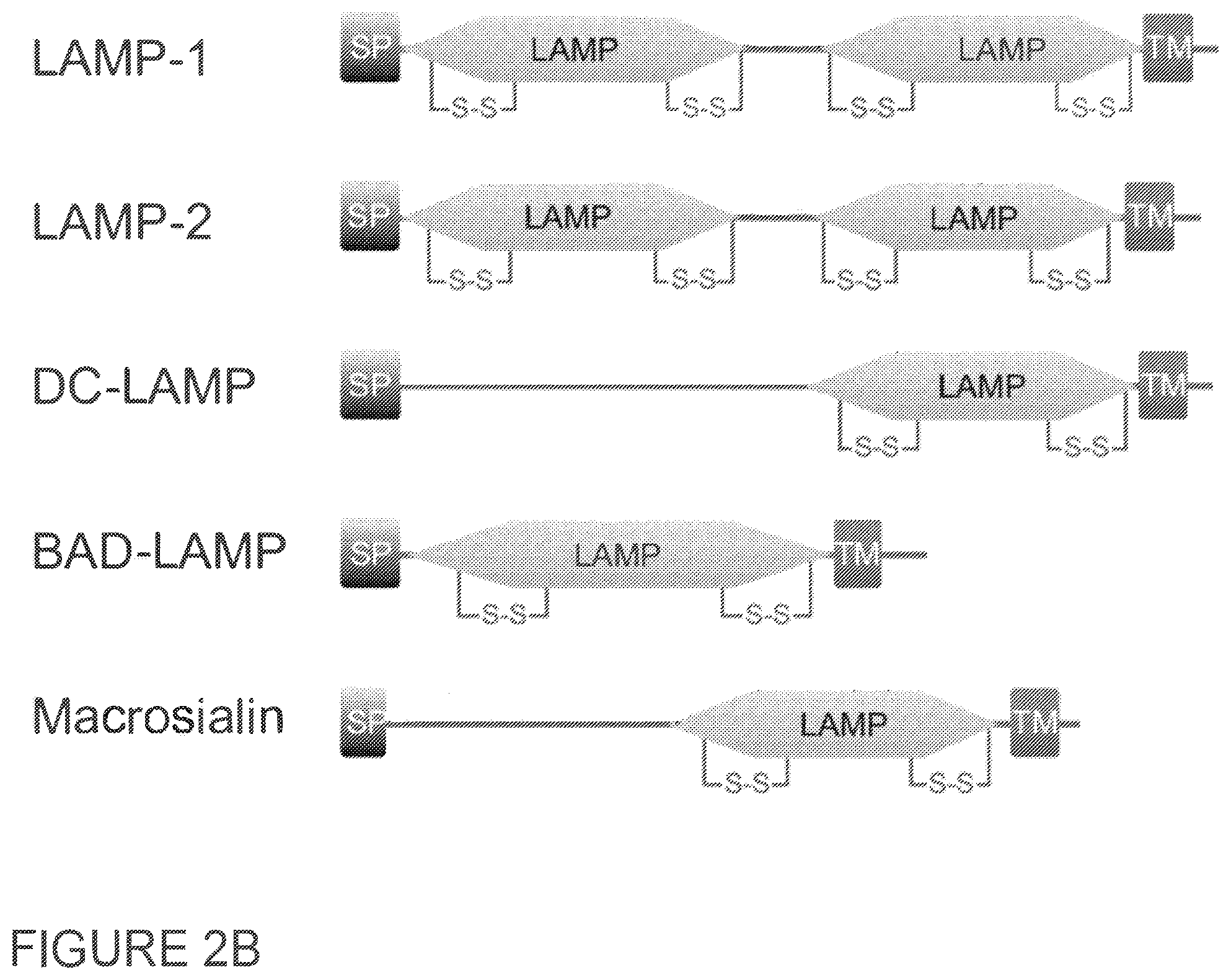 Patent US11773153 Figure 4 – LAMP constructs