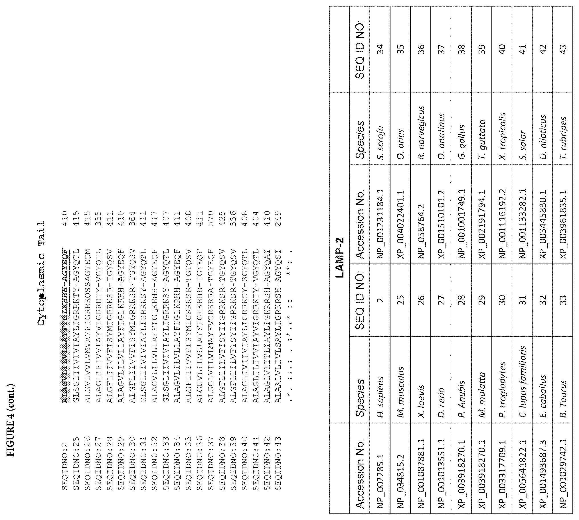 Patent US11773153 Figure 15 – LAMP constructs
