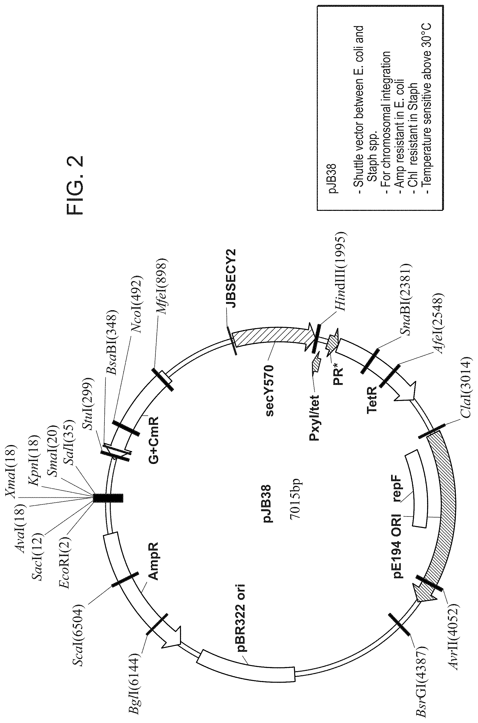 Patent US11773154 Figure 2 – Compositions and methods for treatment of Netherton Syndrome with LEKTI expressing recombinant microbes