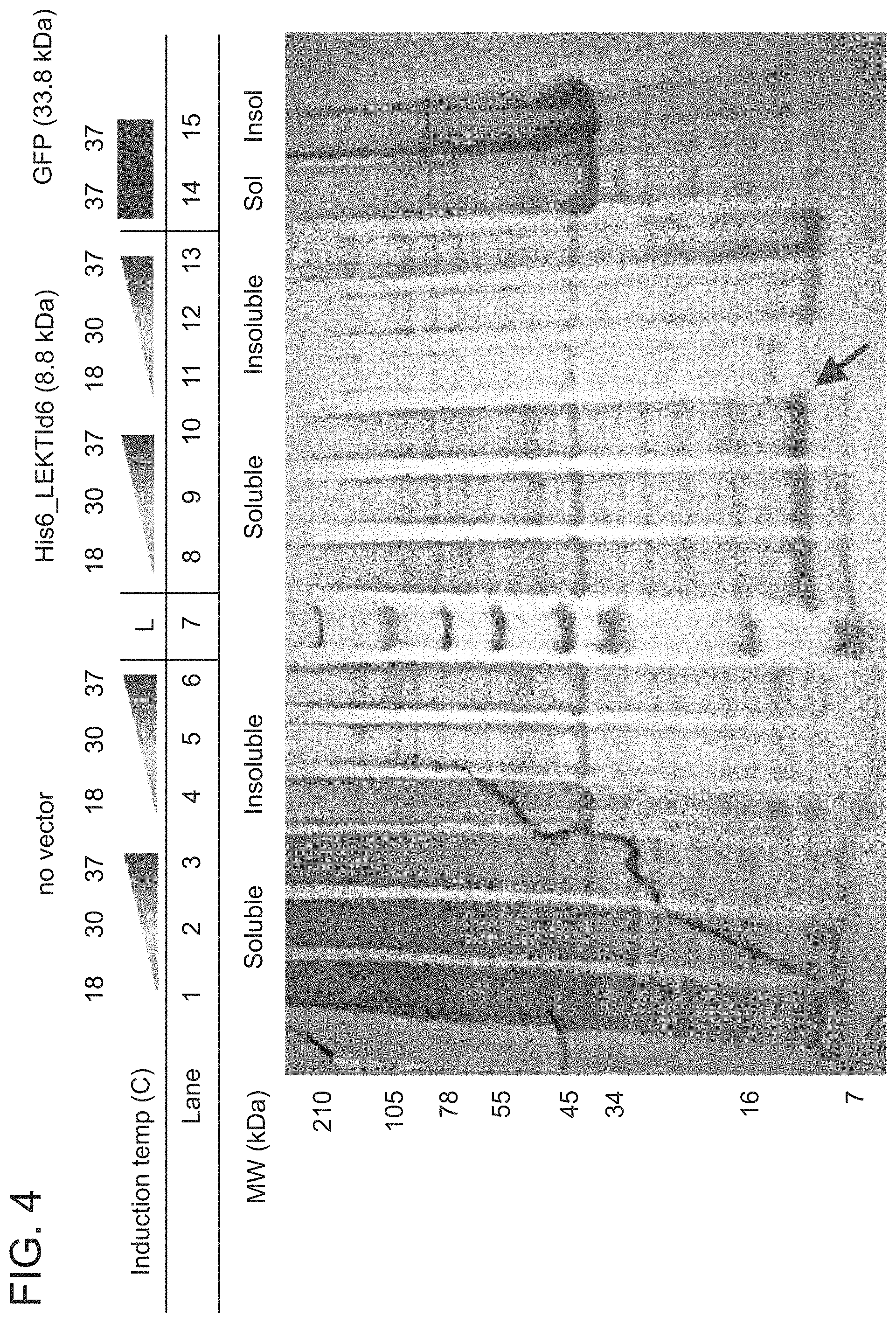 Patent US11773154 Figure 4 – Compositions and methods for treatment of Netherton Syndrome with LEKTI expressing recombinant microbes