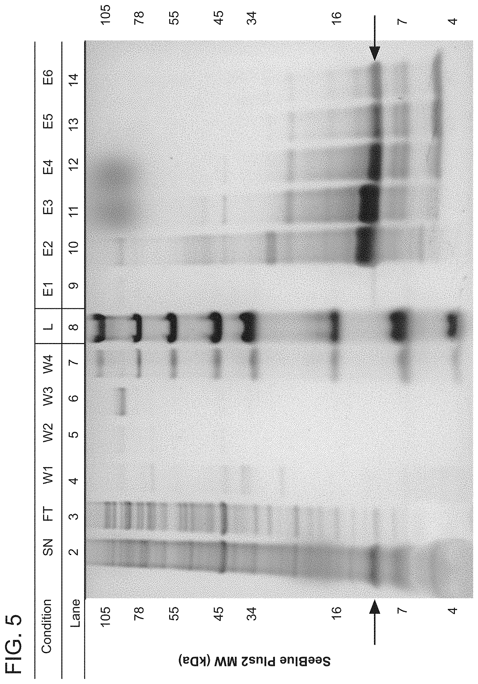 Patent US11773154 Figure 5 – Compositions and methods for treatment of Netherton Syndrome with LEKTI expressing recombinant microbes