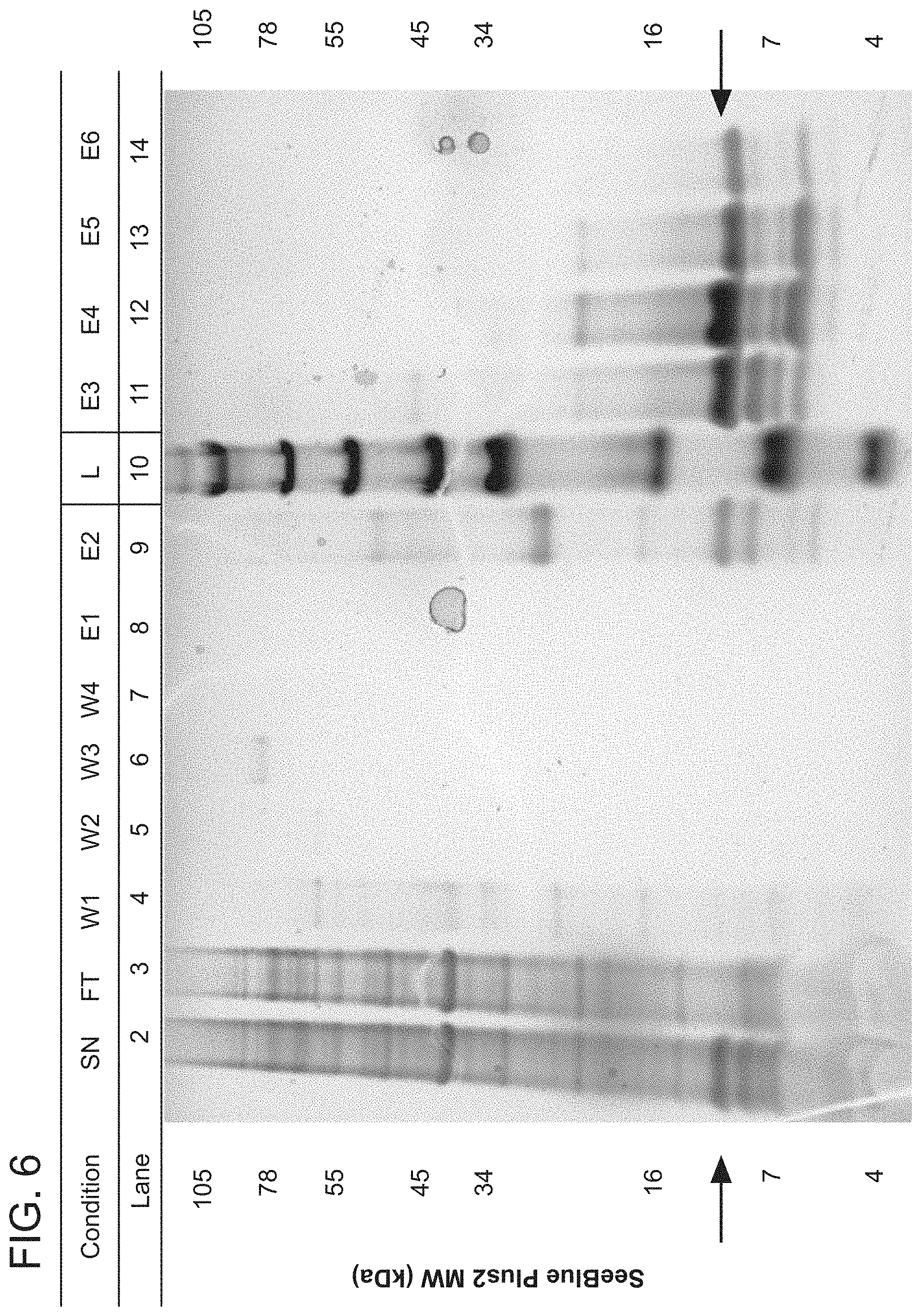 Patent US11773154 Figure 6 – Compositions and methods for treatment of Netherton Syndrome with LEKTI expressing recombinant microbes