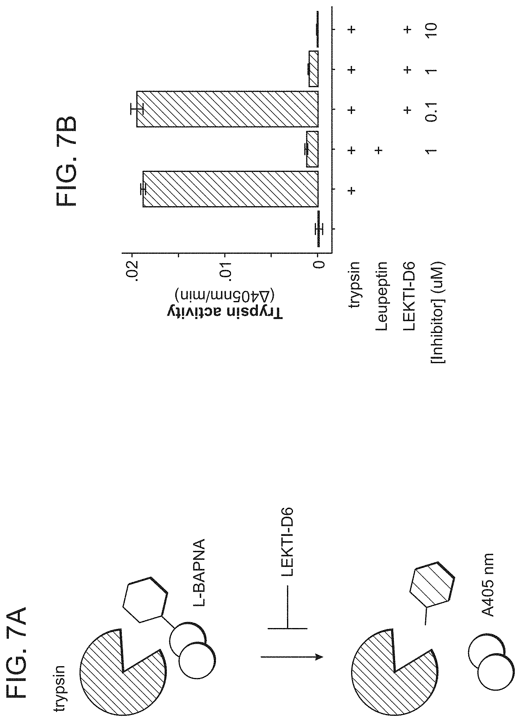 Patent US11773154 Figure 7 – Compositions and methods for treatment of Netherton Syndrome with LEKTI expressing recombinant microbes