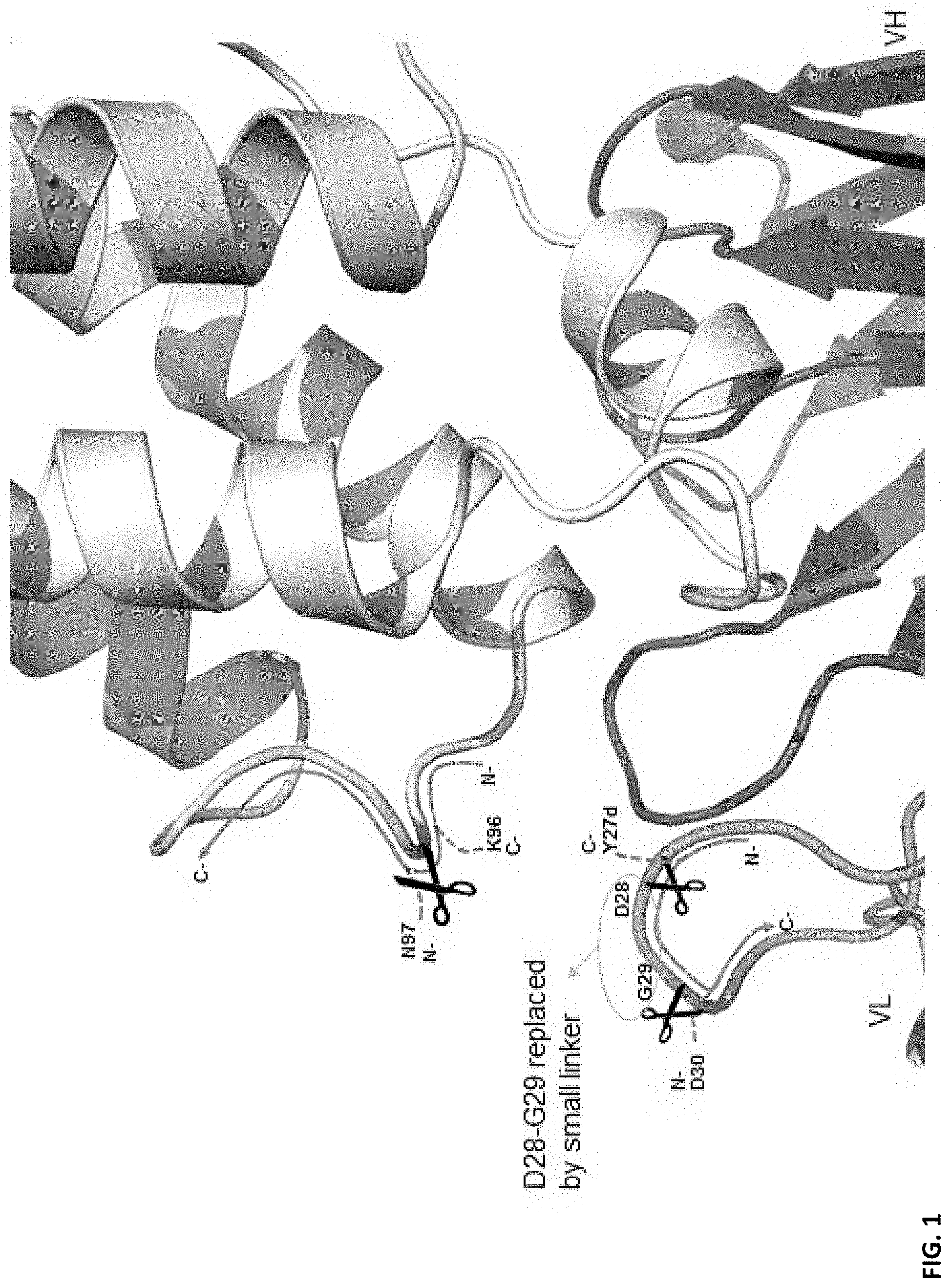 Patent US11773160 Figure 1 – Immune-stimulating IL-2 fusion proteins